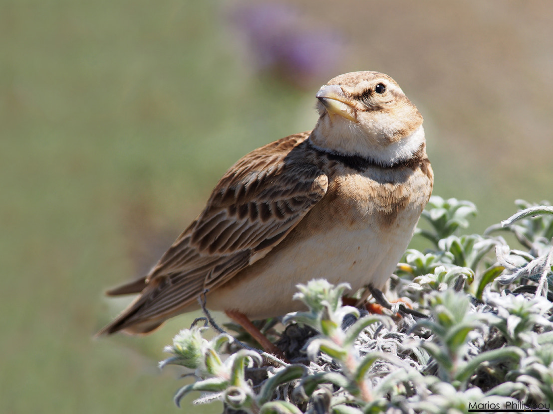 Olympus OM-D E-M5 sample photo. Bimaculated lark photography