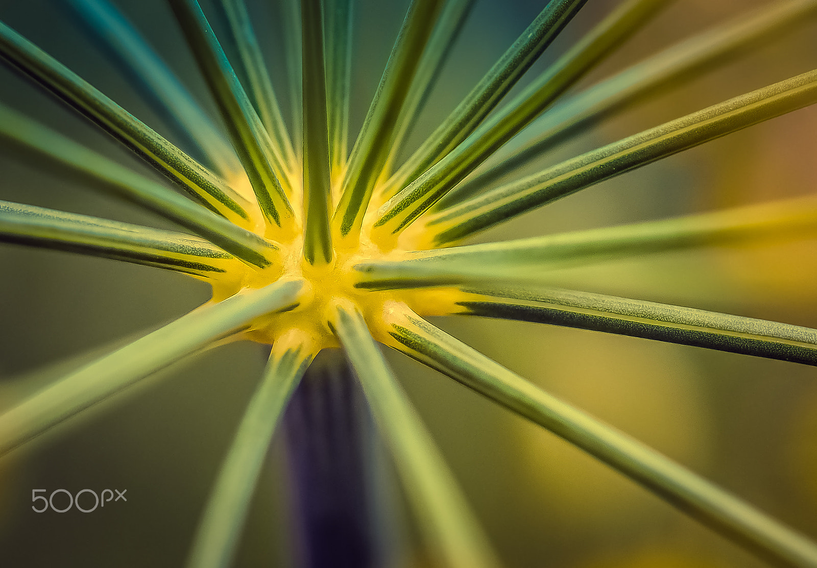 Olympus M.Zuiko Digital ED 60mm F2.8 Macro sample photo. Plant stem photography