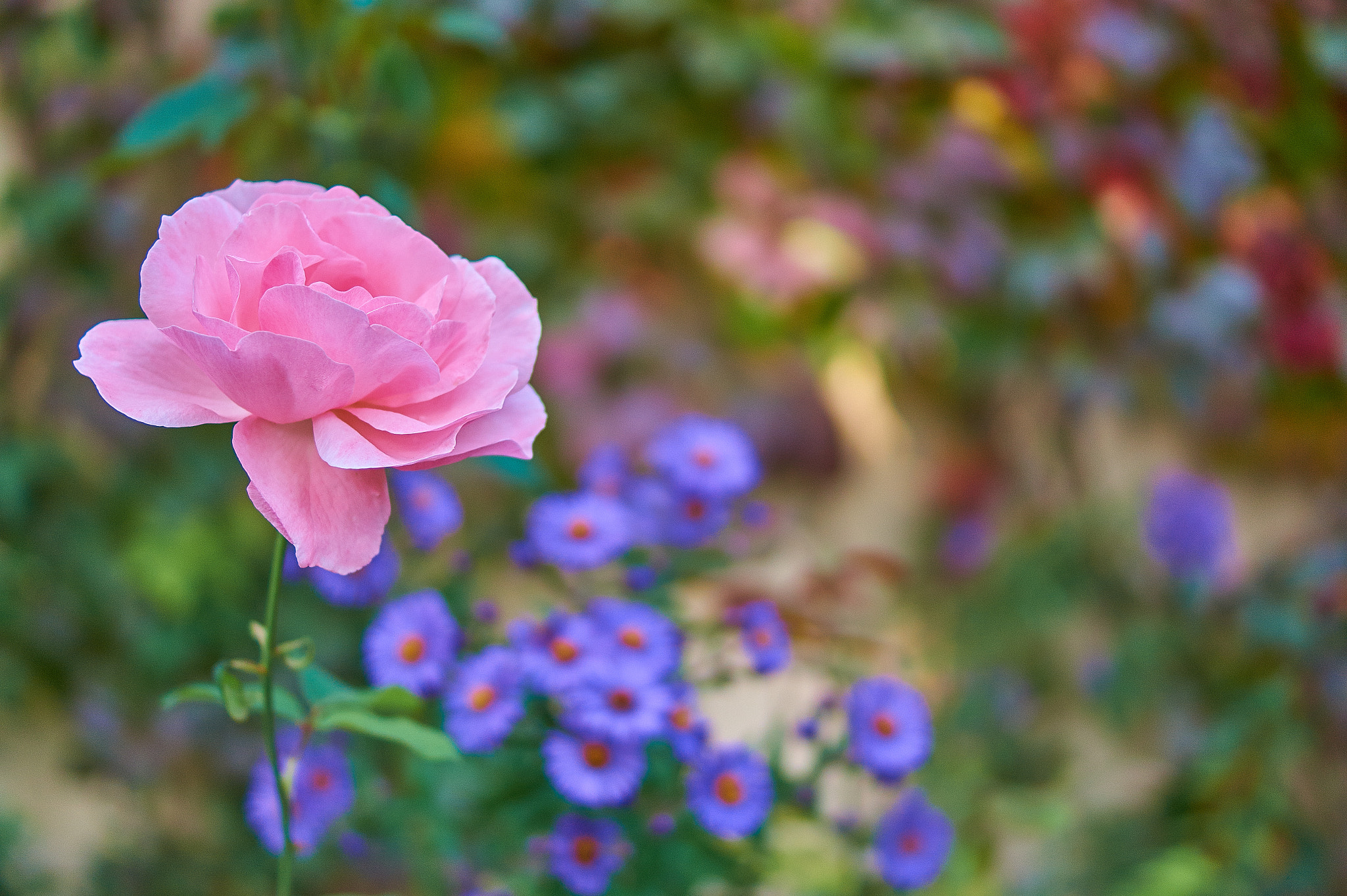 Sony SLT-A58 + Sony DT 35mm F1.8 SAM sample photo. Mrs. rose photography