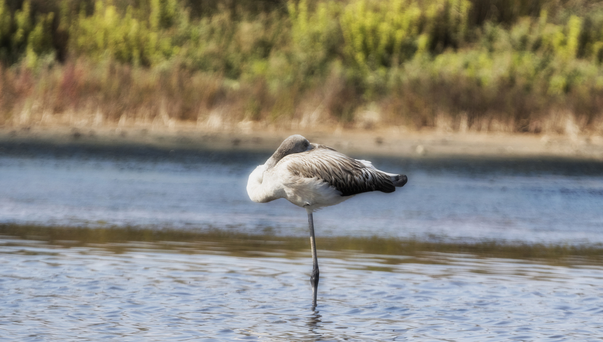 Canon EF 100-400mm F4.5-5.6L IS USM sample photo. The nap of the glamorous flamingo photography