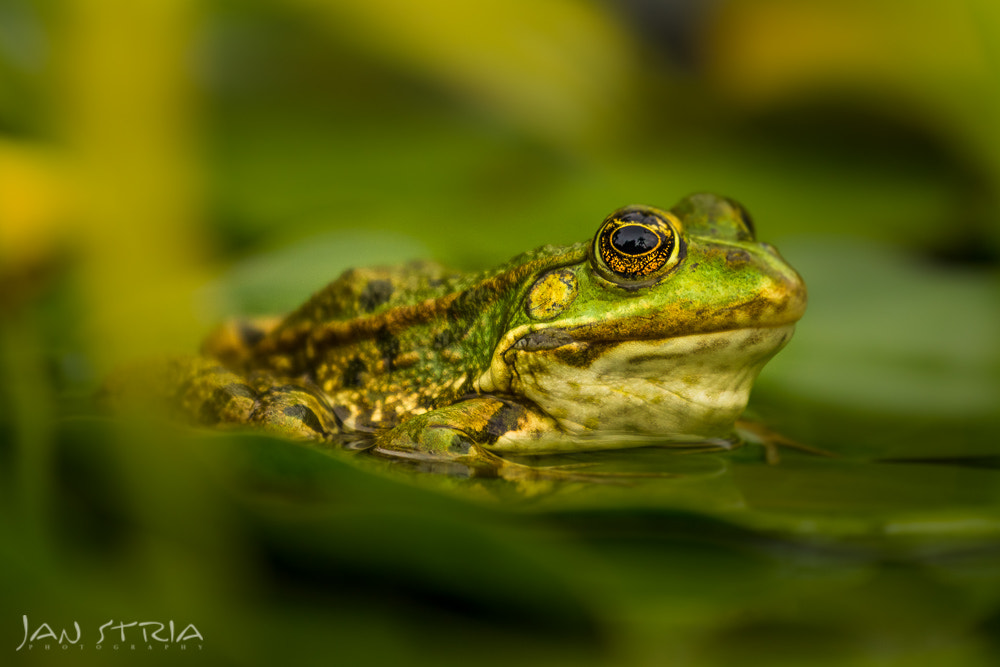 Canon EF 70-300mm F4-5.6L IS USM sample photo. Mr green photography