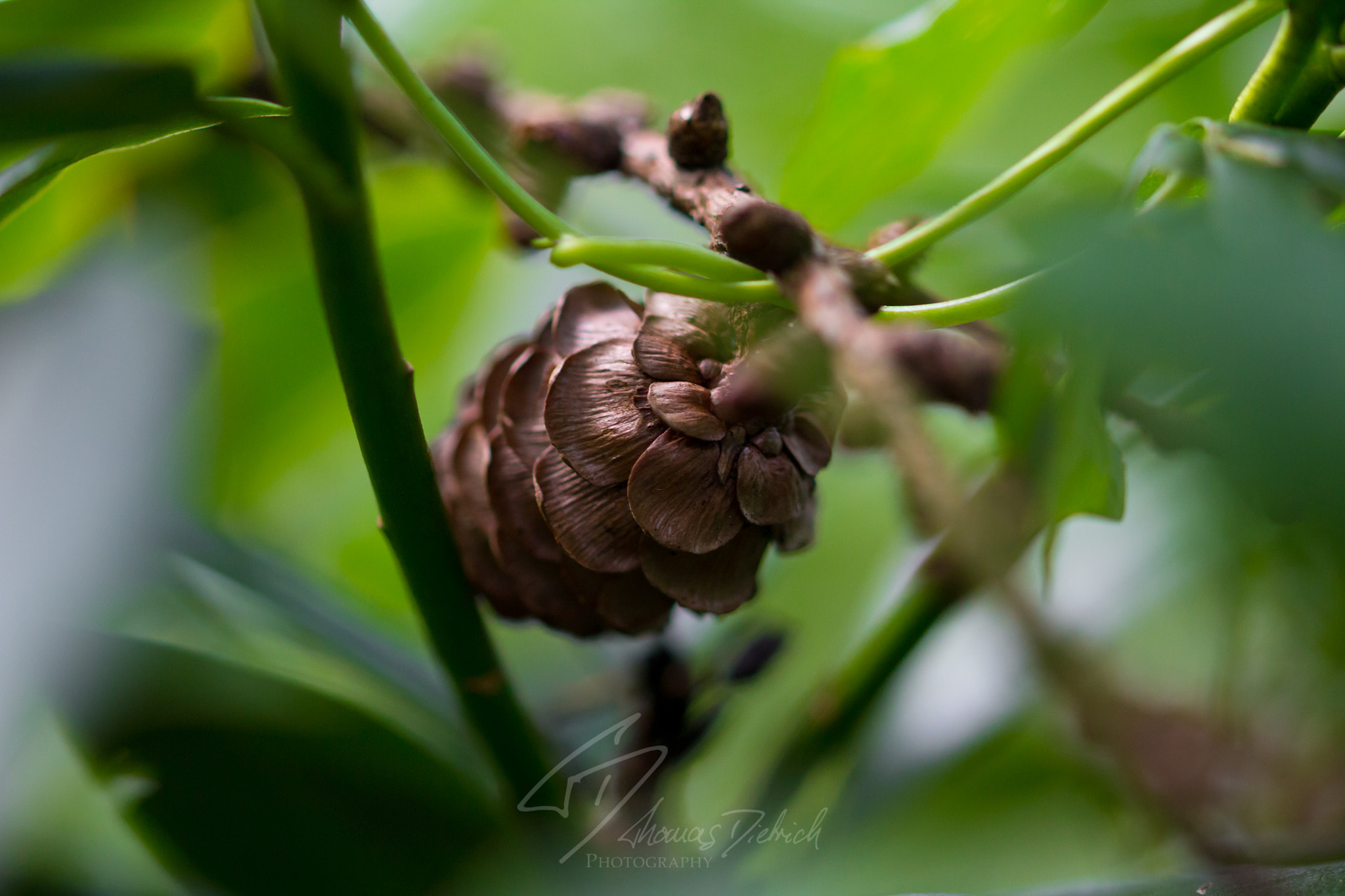 Canon EOS 60D + Sigma 105mm F2.8 EX DG OS HSM sample photo. Pinecone photography