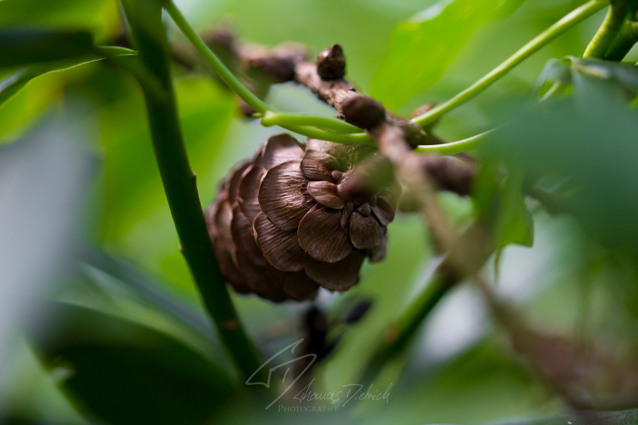 Sigma 105mm F2.8 EX DG OS HSM sample photo. Pinecone photography