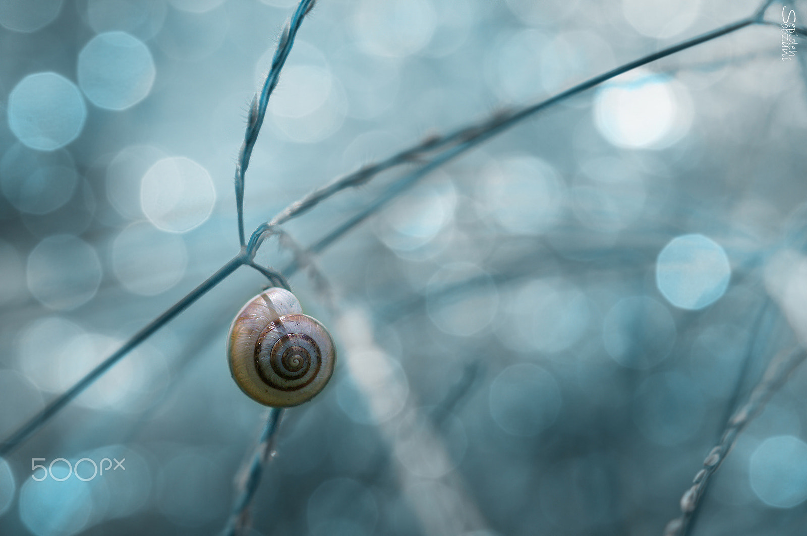 Tamron SP AF 90mm F2.8 Di Macro sample photo. @ photography