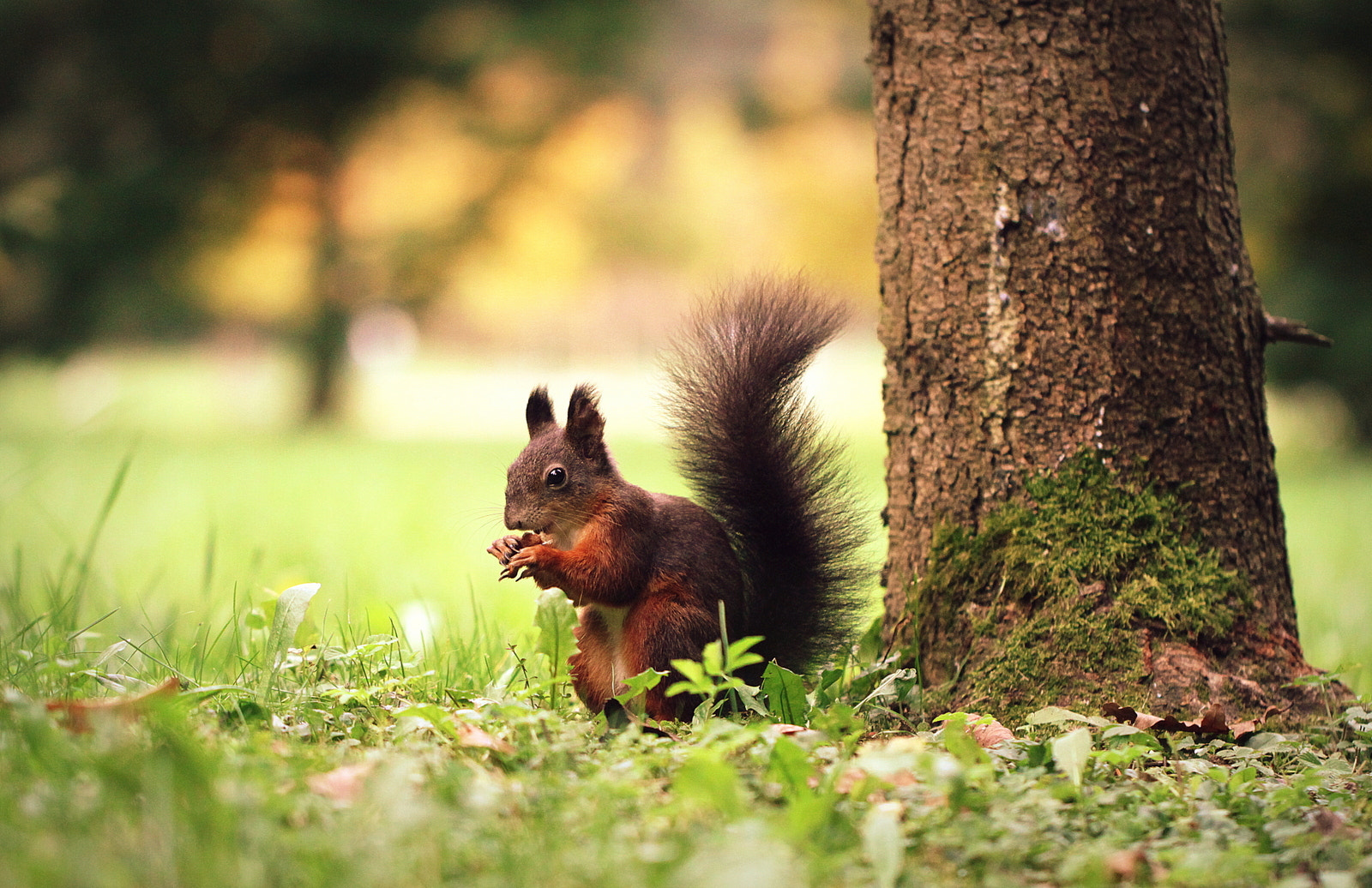 Canon EOS 50D + Canon EF 100mm F2.8L Macro IS USM sample photo. A hungry squirrel photography