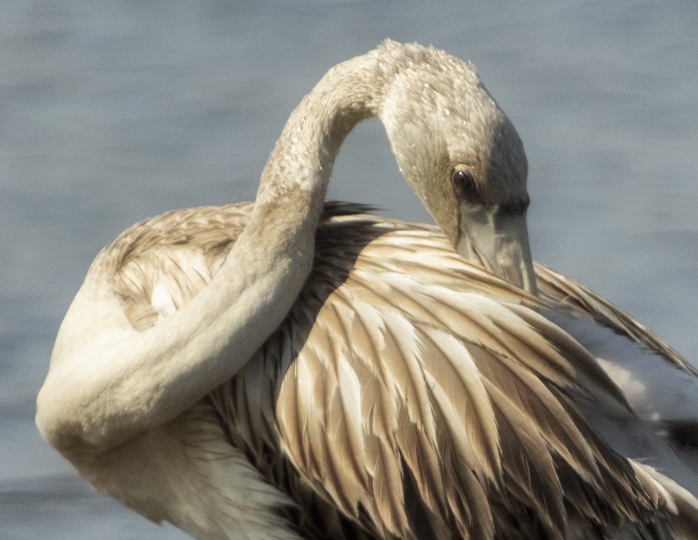 Canon EF 100-400mm F4.5-5.6L IS USM sample photo. Young flamingo photography