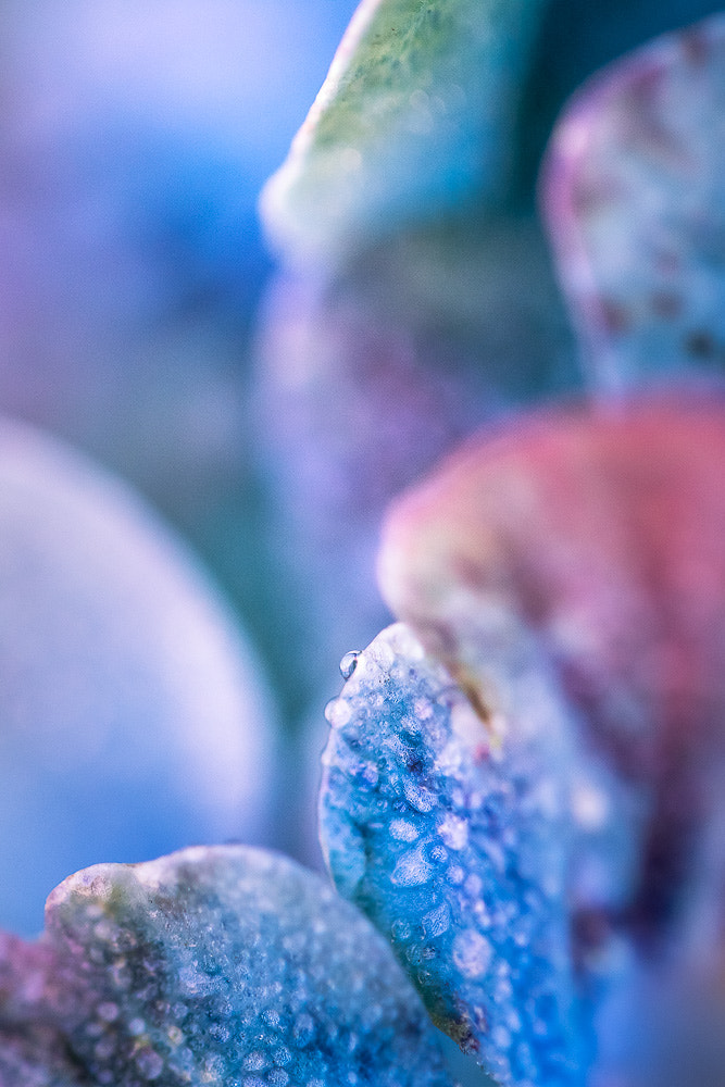 Canon EF 100mm F2.8L Macro IS USM sample photo. Gouttensia photography