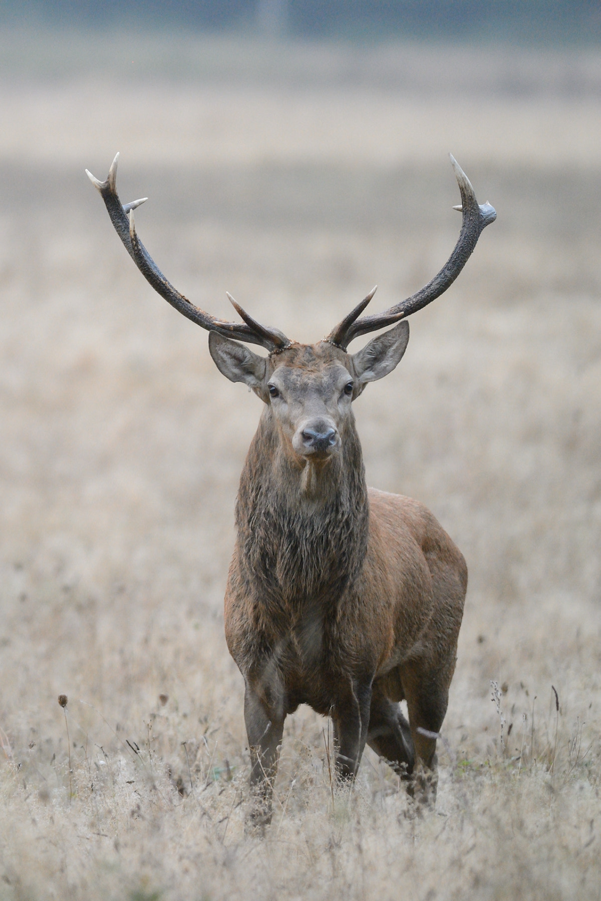 Nikon AF-S Nikkor 300mm F2.8G ED-IF VR sample photo. Dsc photography