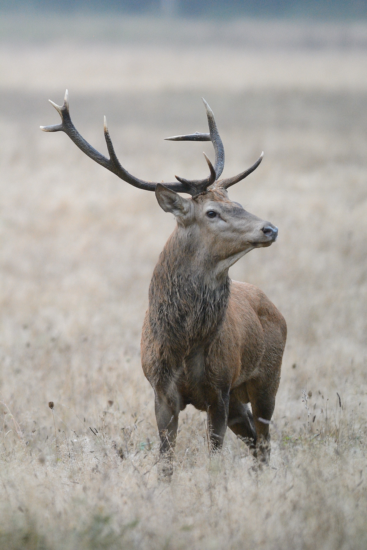 Nikon D7100 + Nikon AF-S Nikkor 300mm F2.8G ED-IF VR sample photo. Dsc photography