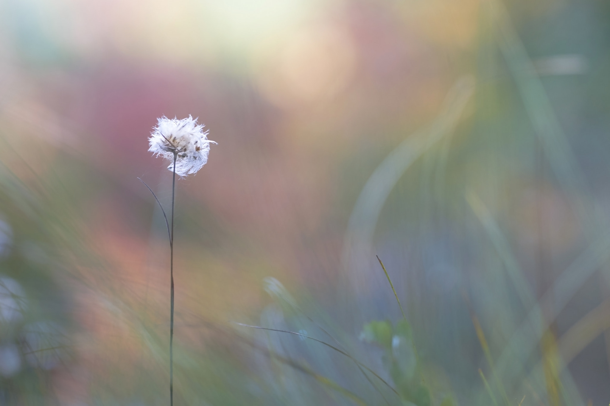 Fujifilm X-T10 + Fujifilm XF 90mm F2 R LM WR sample photo