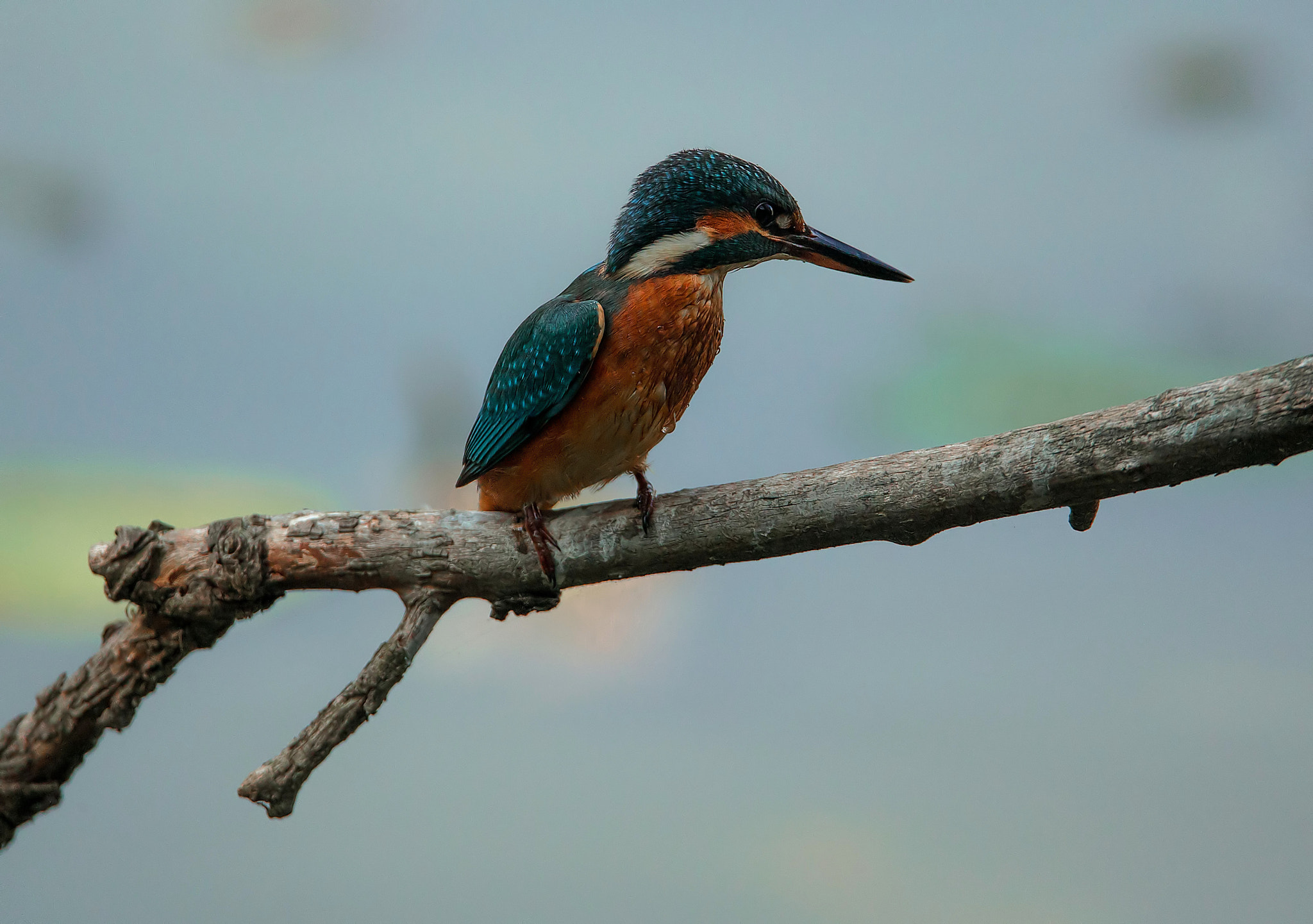 Sigma 150-600mm F5-6.3 DG OS HSM | C sample photo. Martin pescatore photography