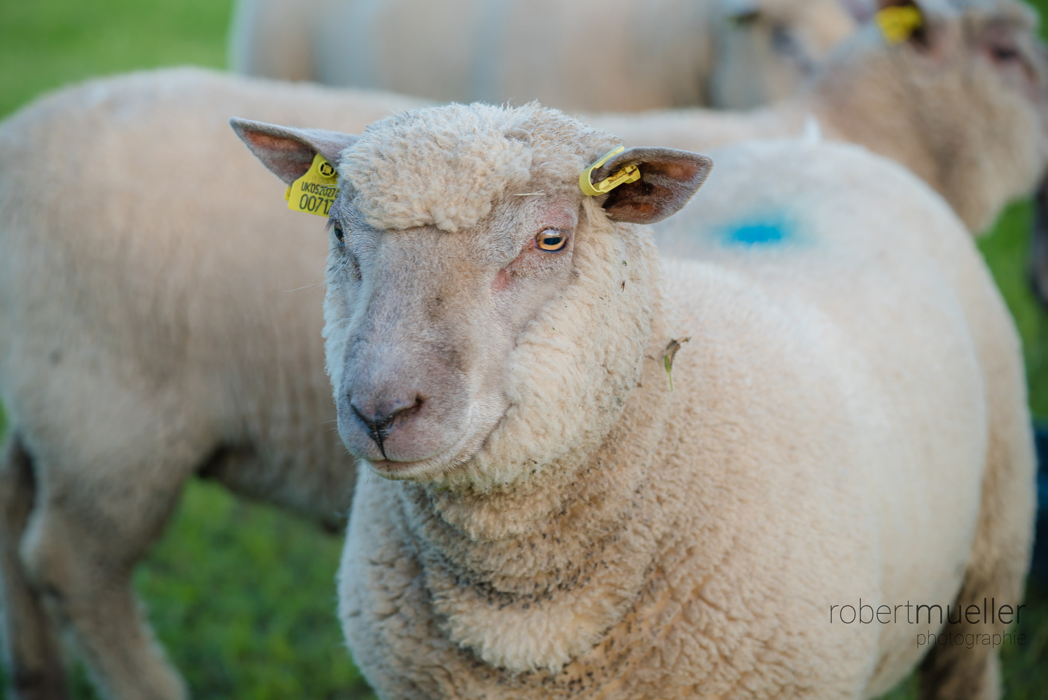 Sony a7S + Sony FE 90mm F2.8 Macro G OSS sample photo. Fuadach nan gàidheal photography