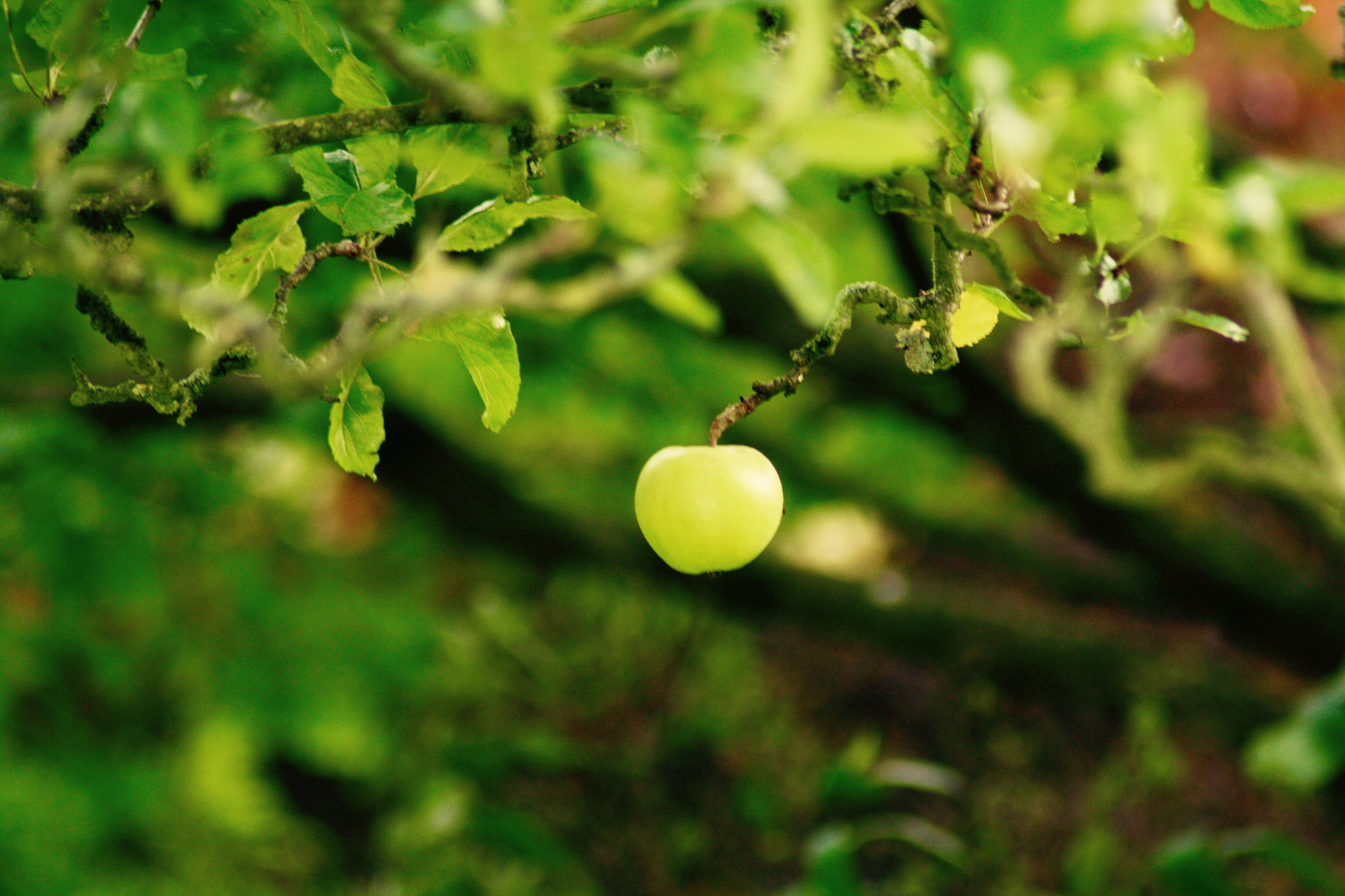 Canon EOS 1000D (EOS Digital Rebel XS / EOS Kiss F) sample photo. Lonely apple photography