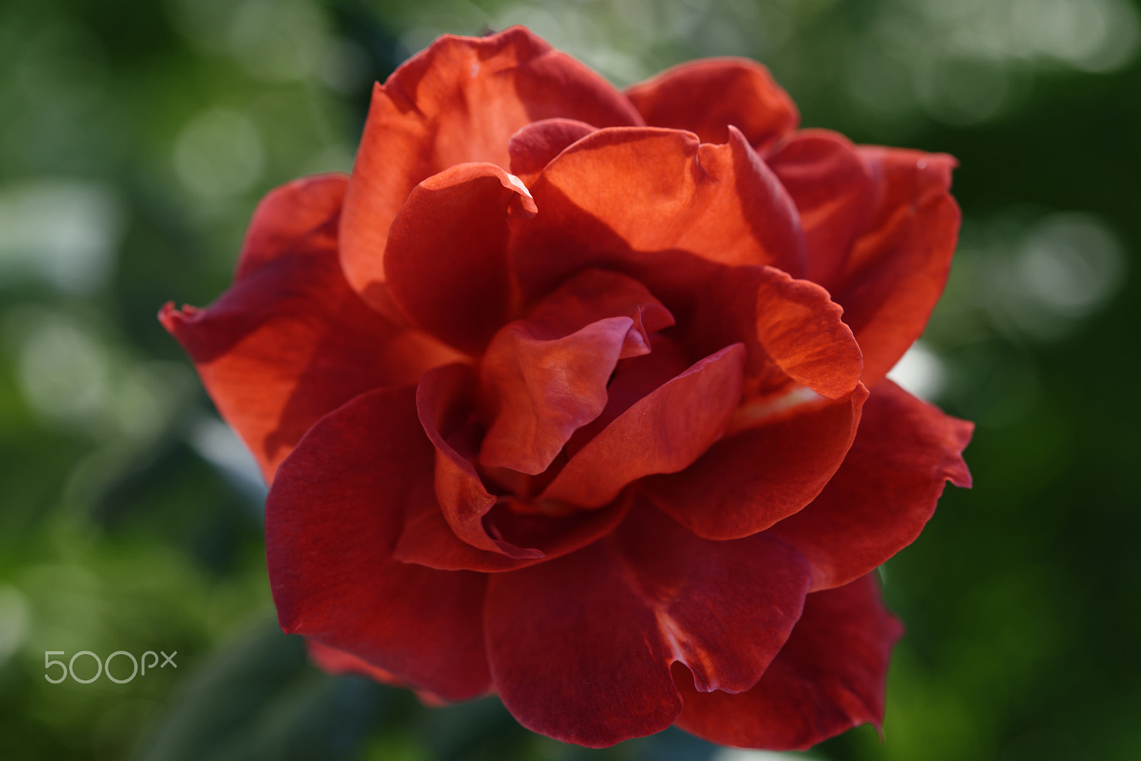Nikon D800E sample photo. Red rose photography