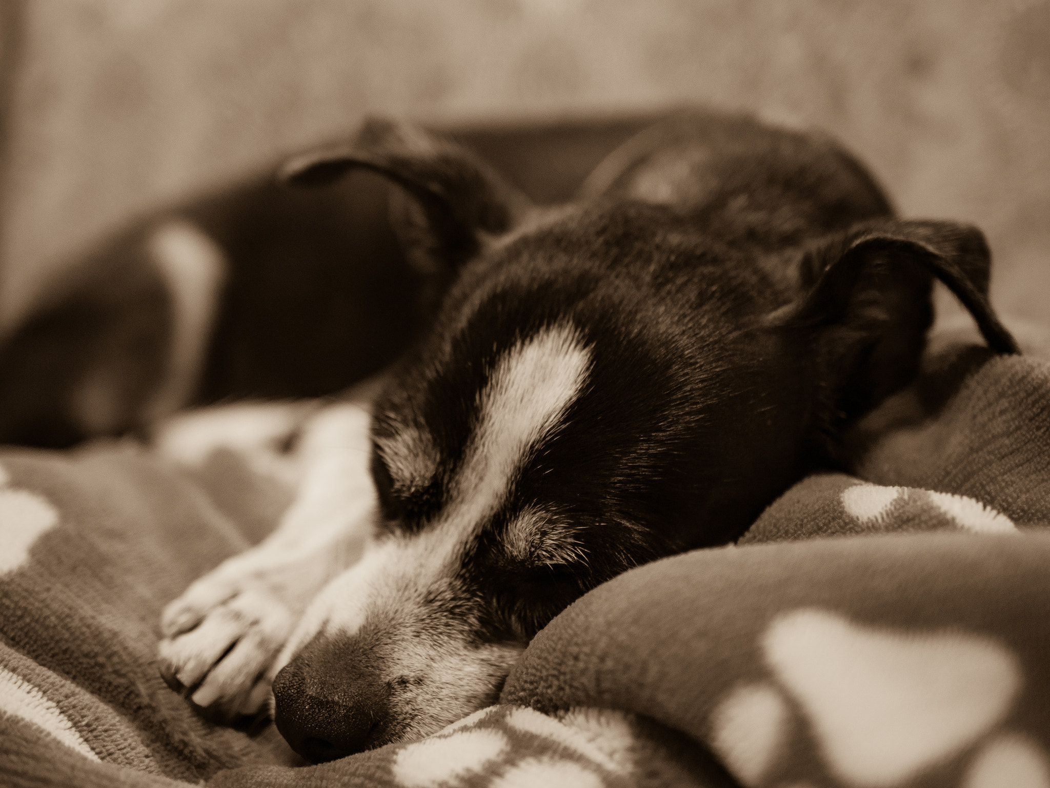 Panasonic Lumix DMC-GX8 + Panasonic Leica DG Summilux 25mm F1.4 II ASPH sample photo. Comfortably asleep photography