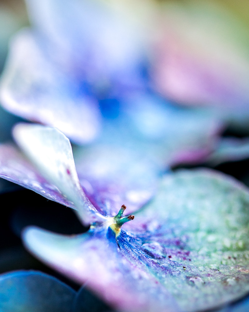 Canon EF 100mm F2.8L Macro IS USM sample photo. Etamines photography