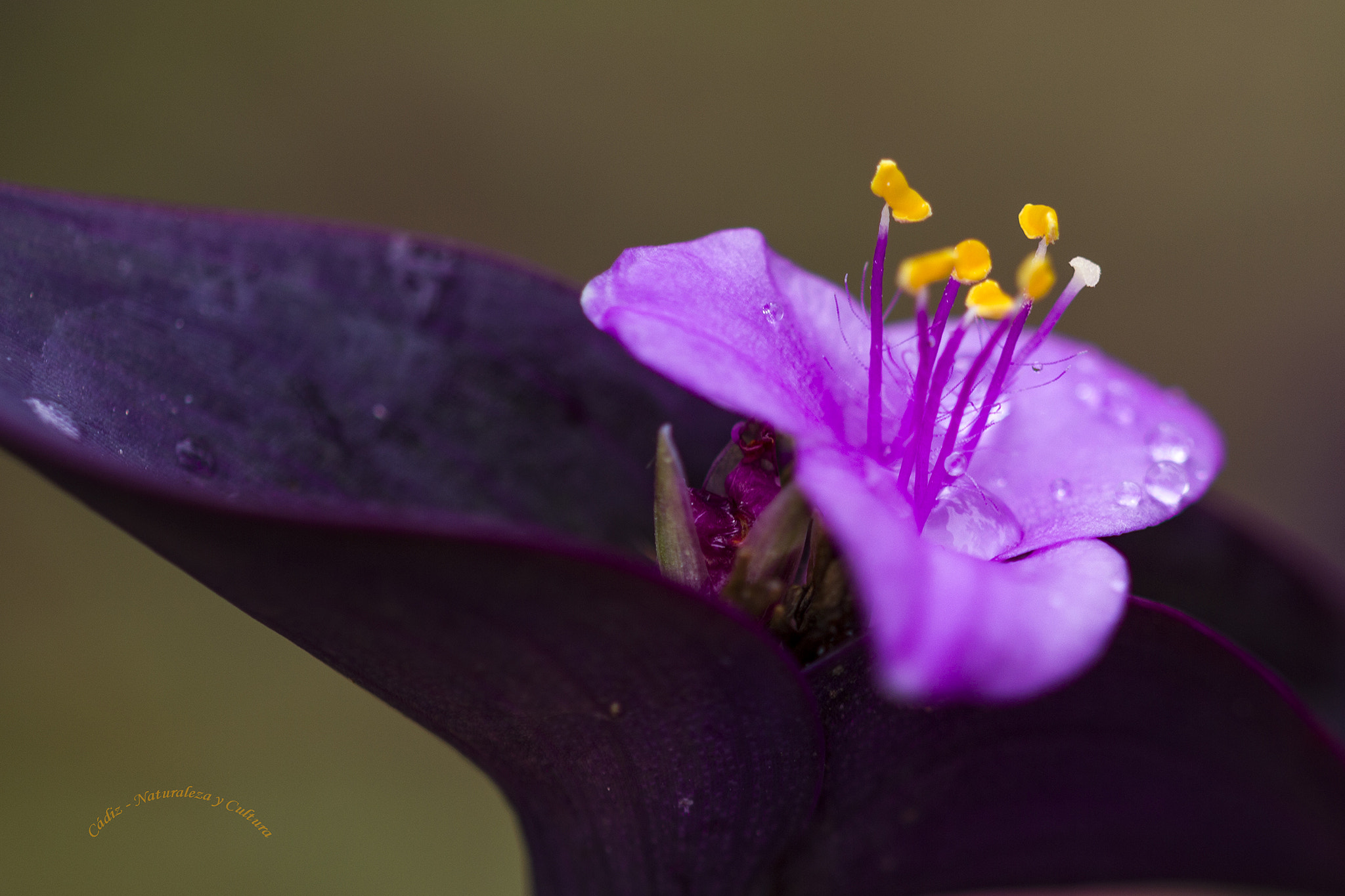 Sigma 105mm F2.8 EX DG OS HSM sample photo. Las torres gemelas ... photography