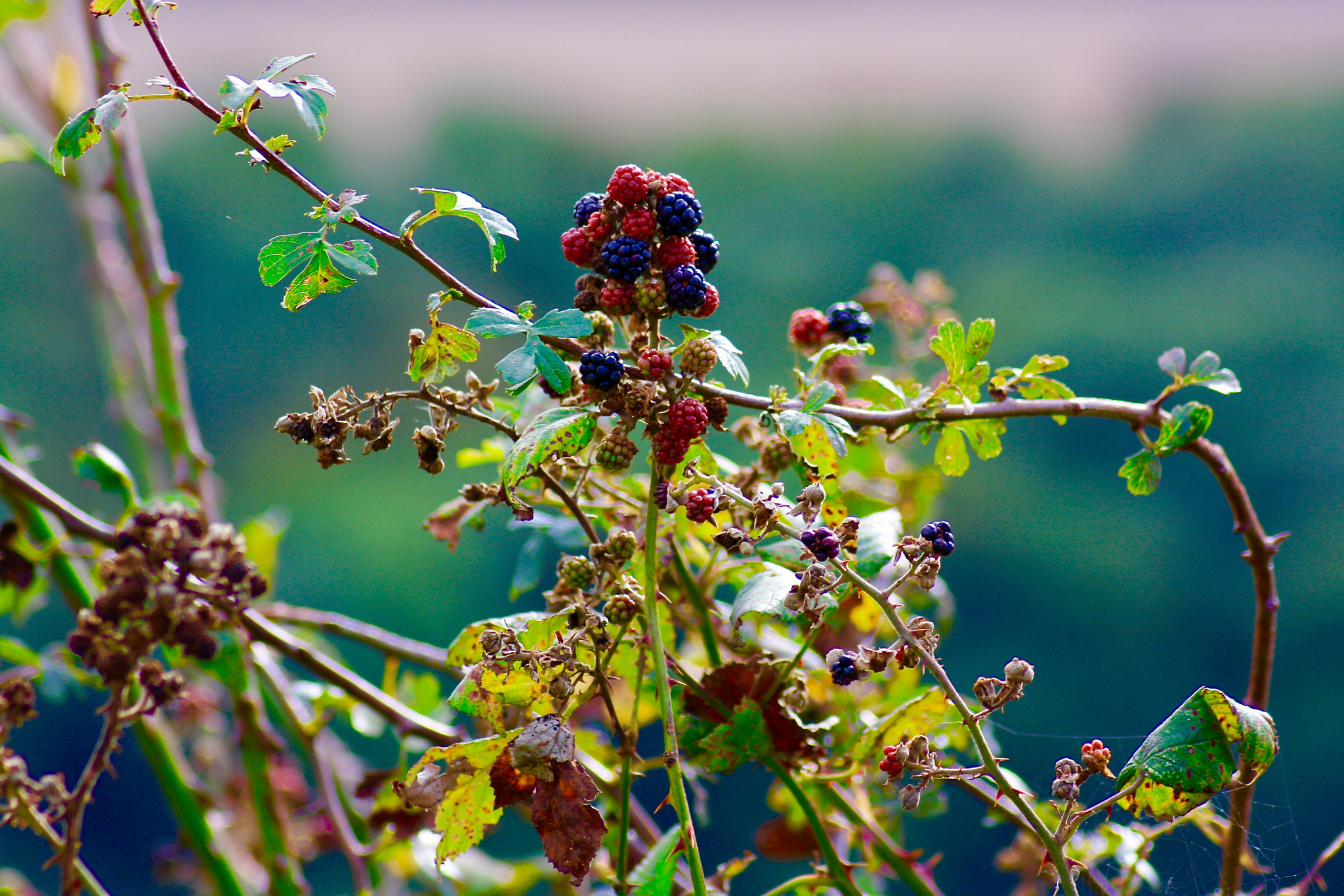 Canon EOS 1000D (EOS Digital Rebel XS / EOS Kiss F) sample photo. Autumnal fruit photography