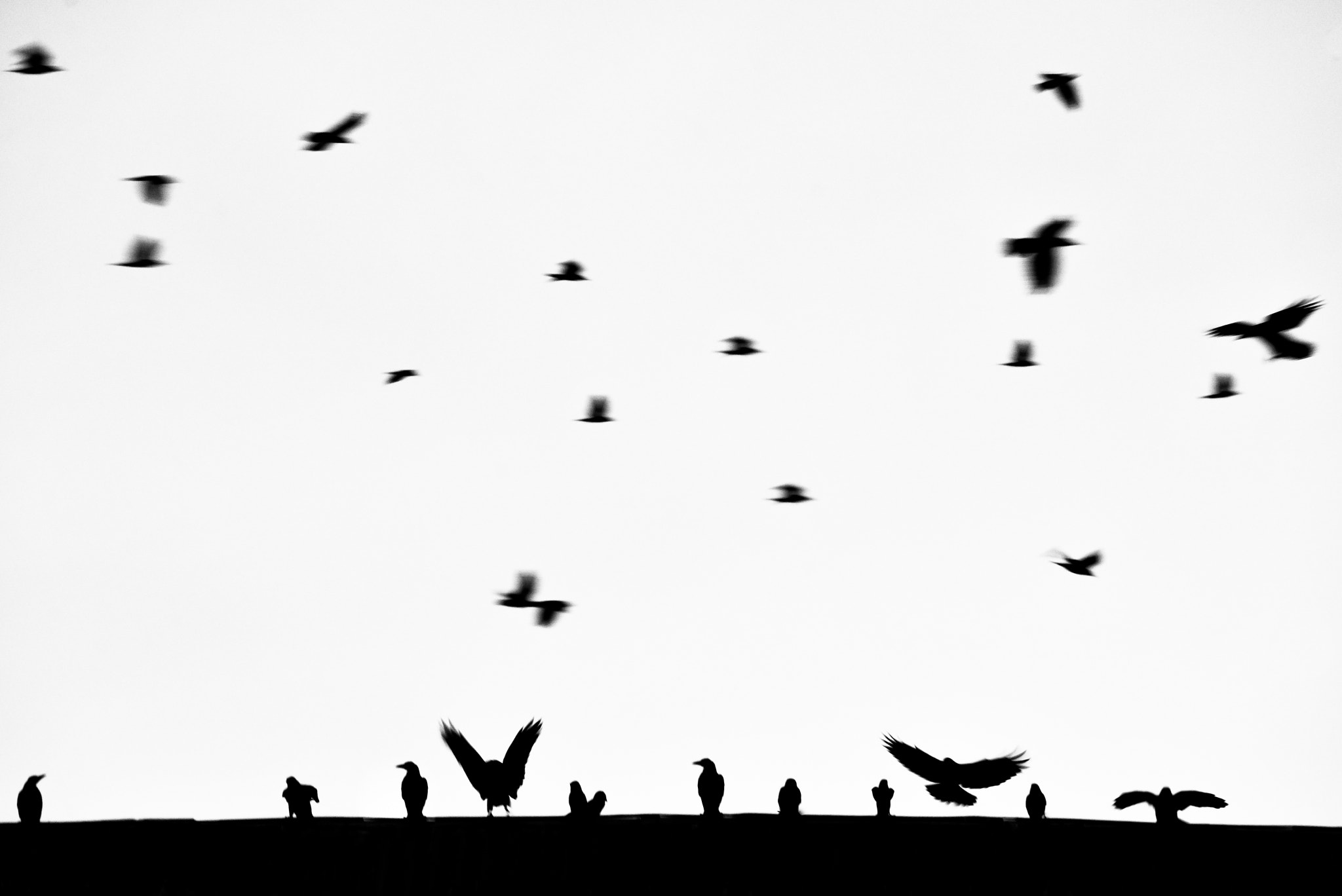 Sigma 70-200mm F2.8 EX DG Macro HSM II sample photo. Birds photography