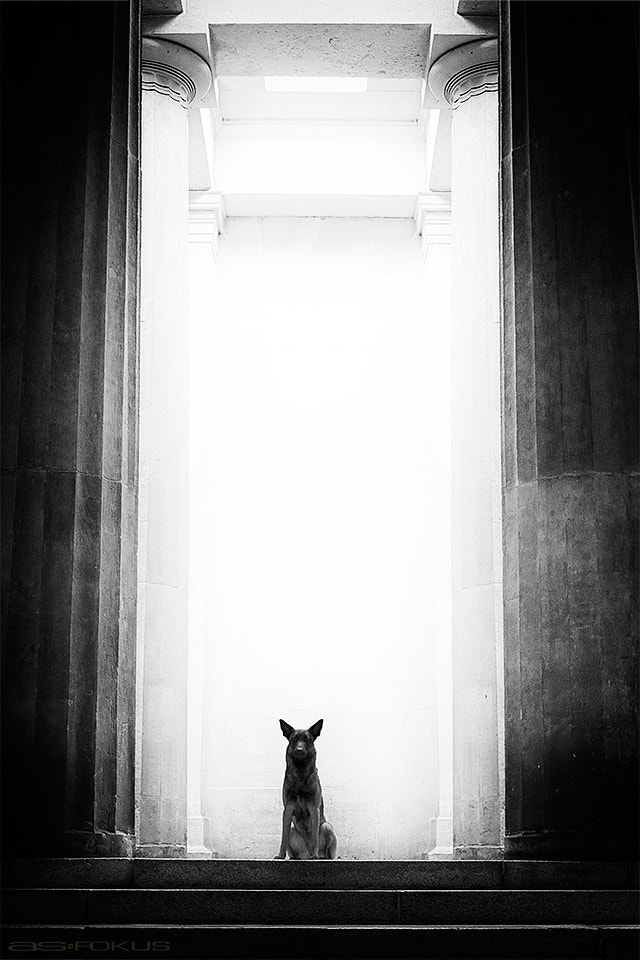 Sigma 18-35mm f/1.8 DC HSM sample photo. City dog photography
