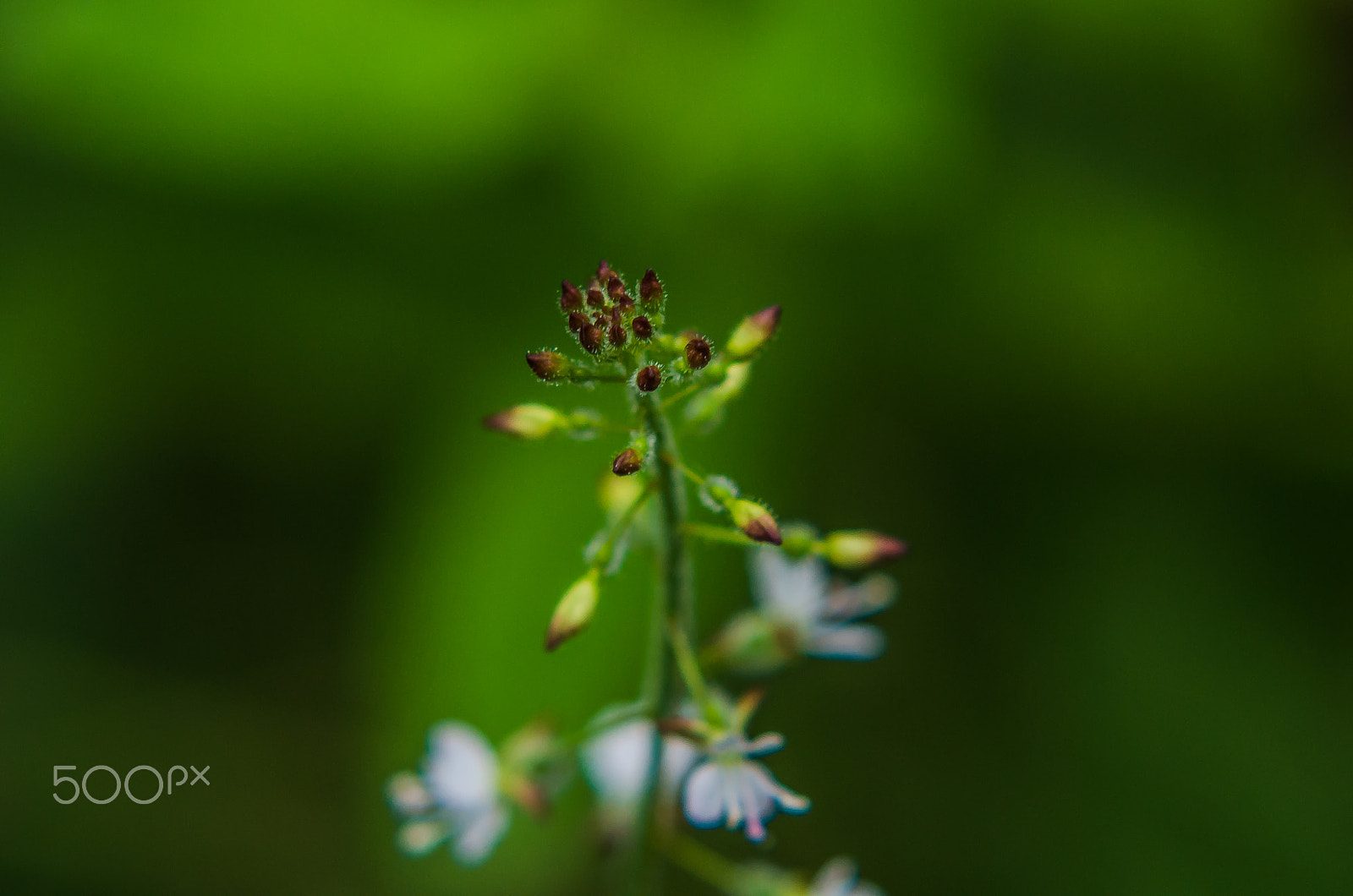 Tamron AF 70-300mm F4-5.6 Di LD Macro sample photo. Plant  photography