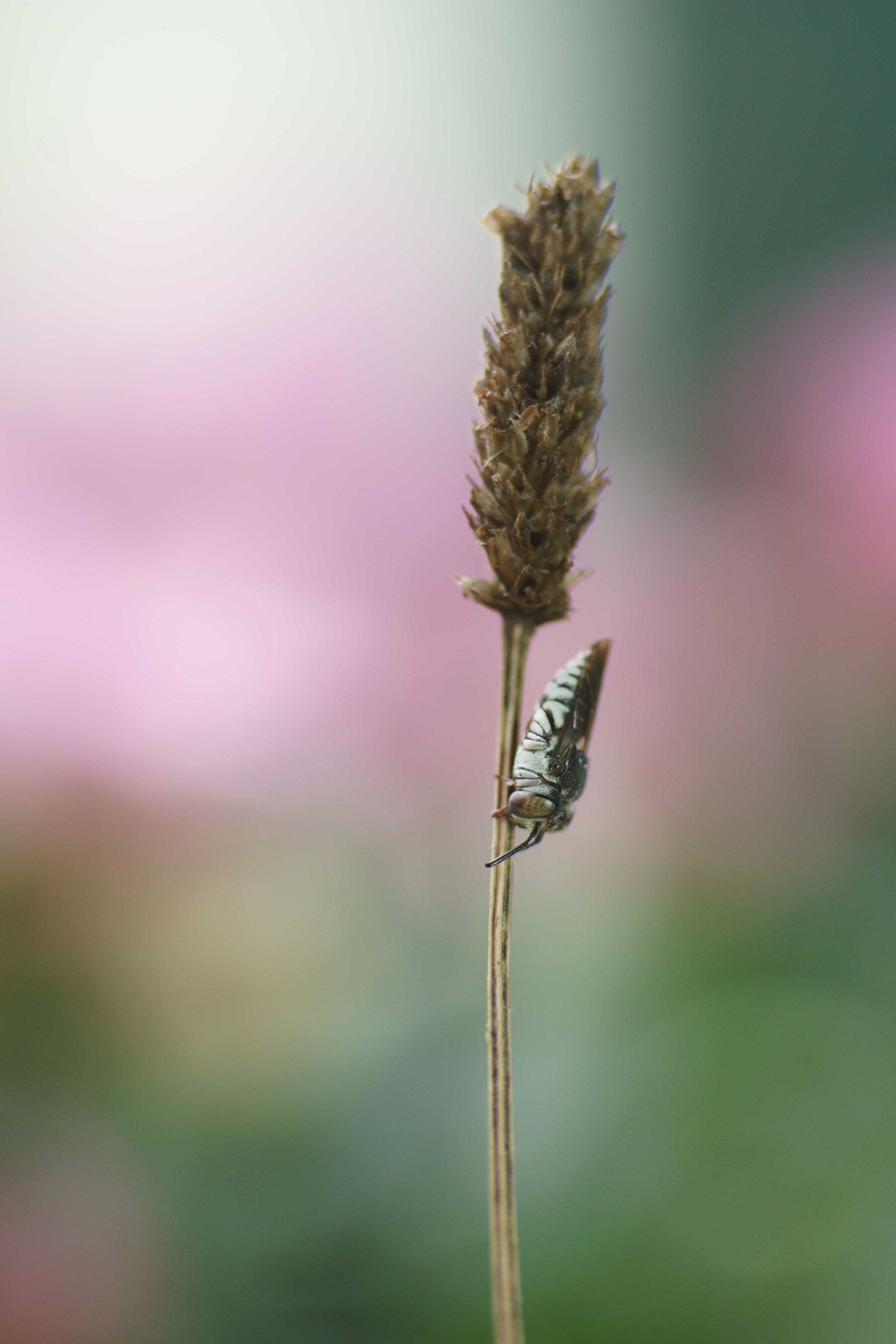 Sony a6000 + Tamron SP AF 90mm F2.8 Di Macro sample photo. Descanso photography