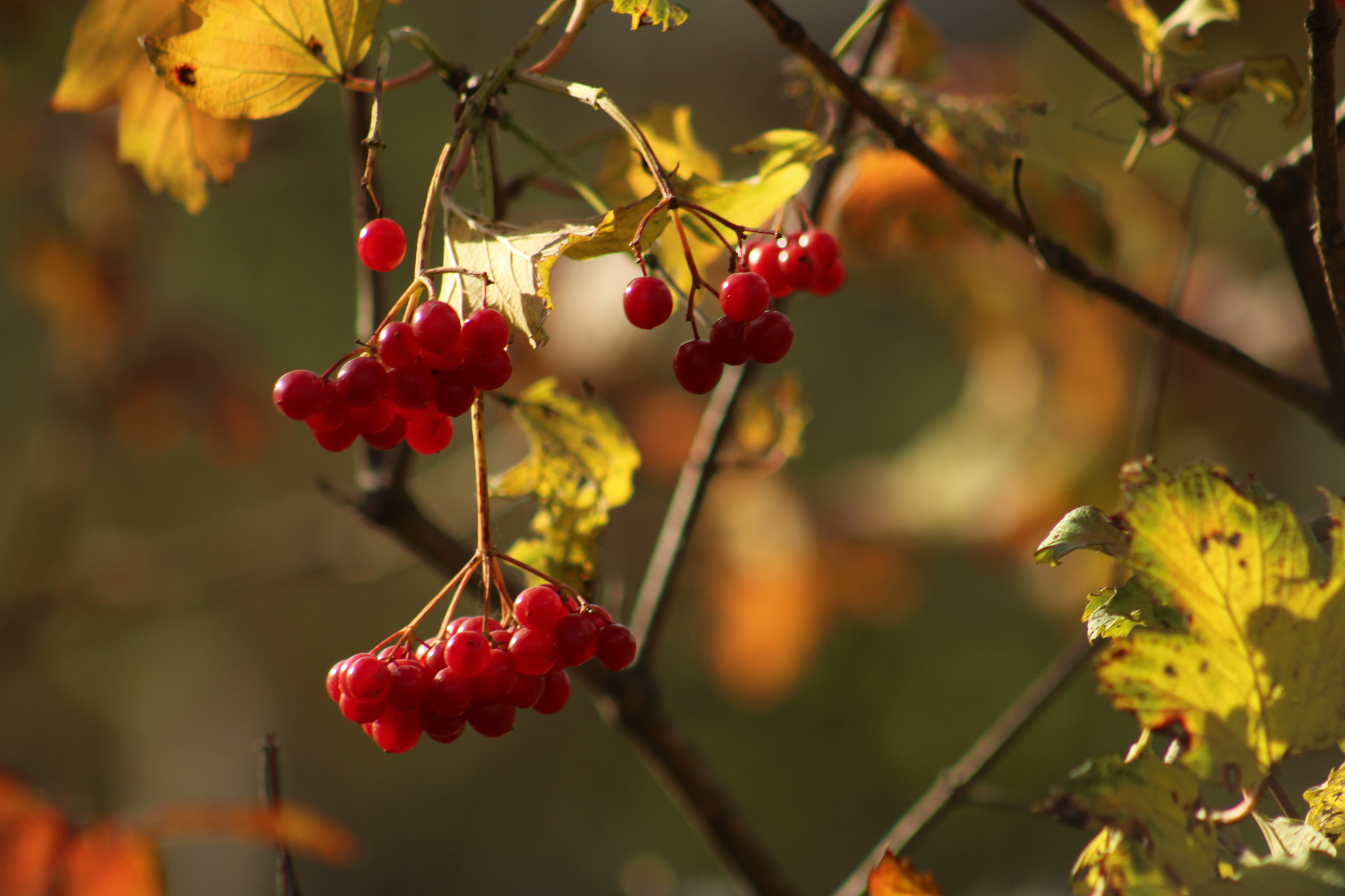 Canon EF 75-300mm f/4-5.6 USM sample photo. Red viburnum photography