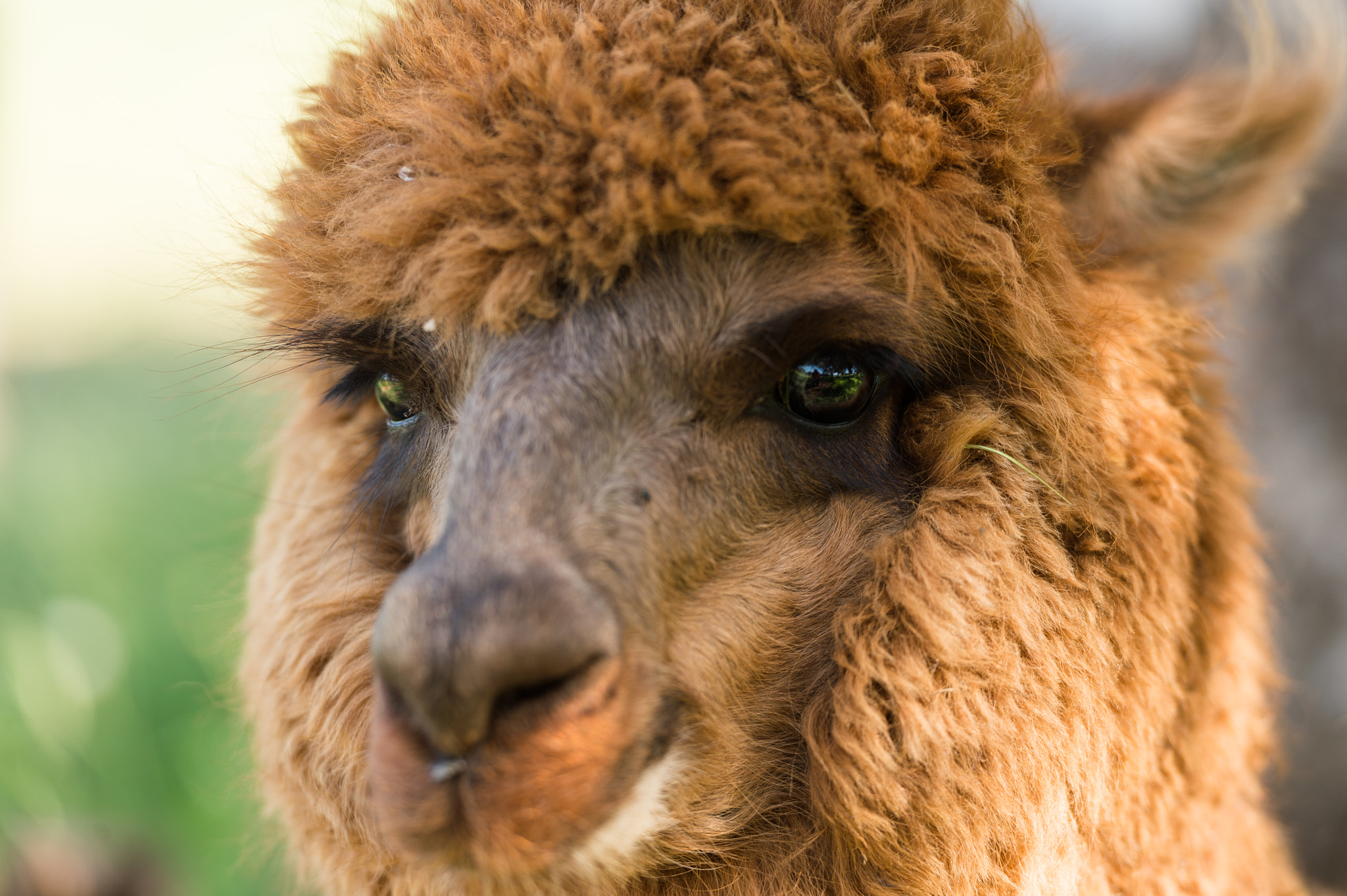 Nikon Df sample photo. Lama? photography