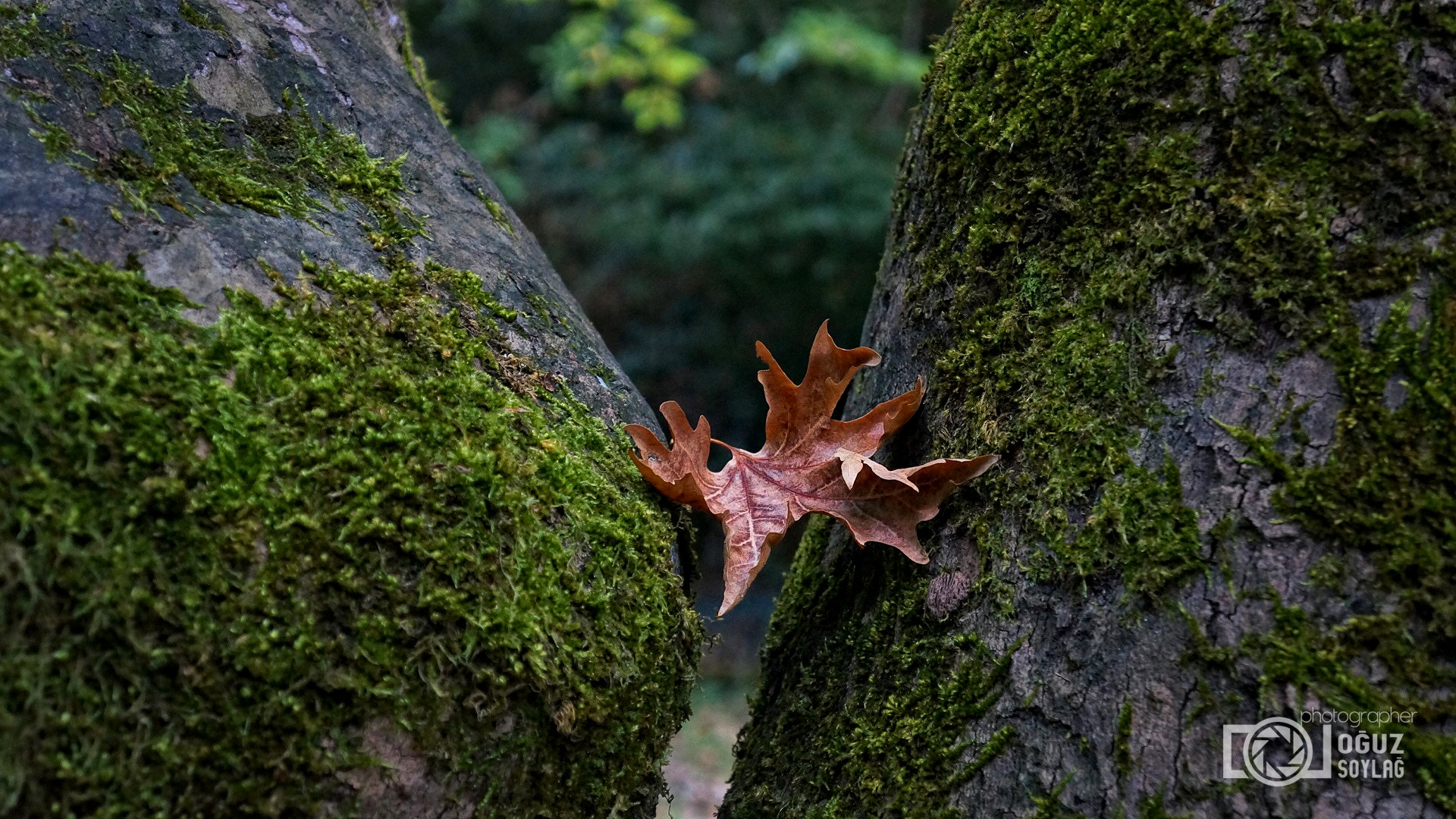 Tamron 18-200mm F3.5-6.3 Di III VC sample photo. Yalniz lr photography