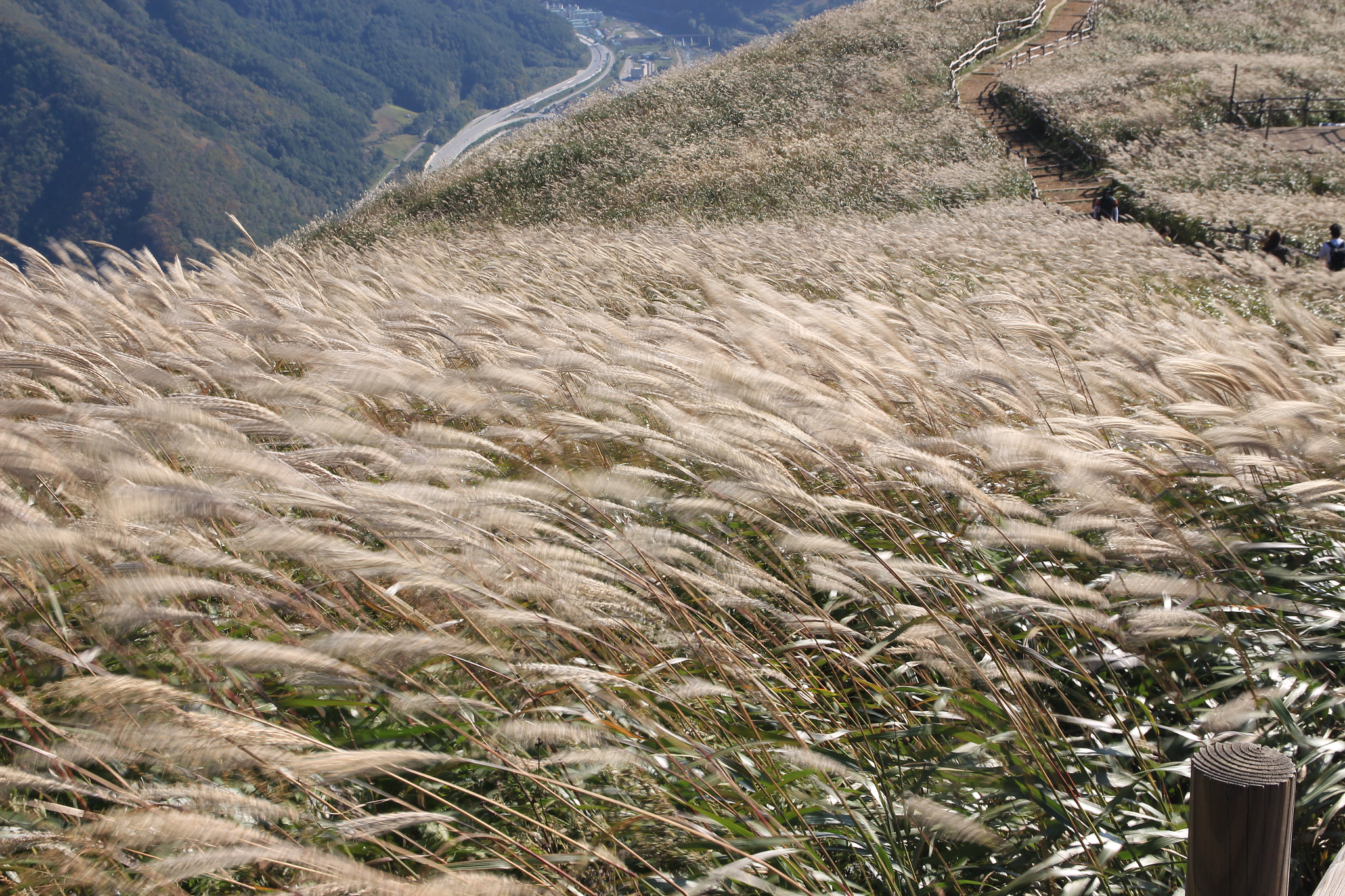 Canon EOS 650D (EOS Rebel T4i / EOS Kiss X6i) sample photo. Silver grass photography