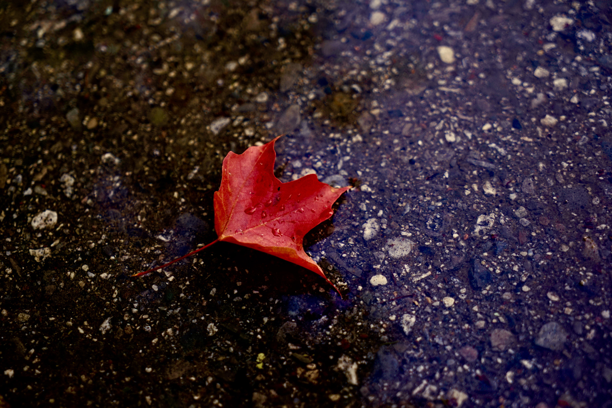 Sony a7R + Sony Vario Tessar T* FE 24-70mm F4 ZA OSS sample photo