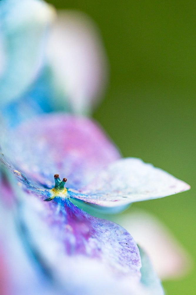 Canon EF 100mm F2.8L Macro IS USM sample photo. Impressions photography