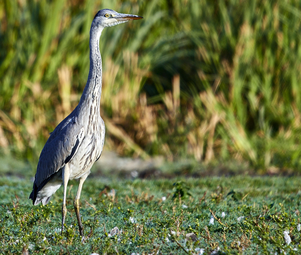 Nikon AF-S Nikkor 300mm f/4E PF ED VR sample photo. Grey heron enjoying the morning sun photography