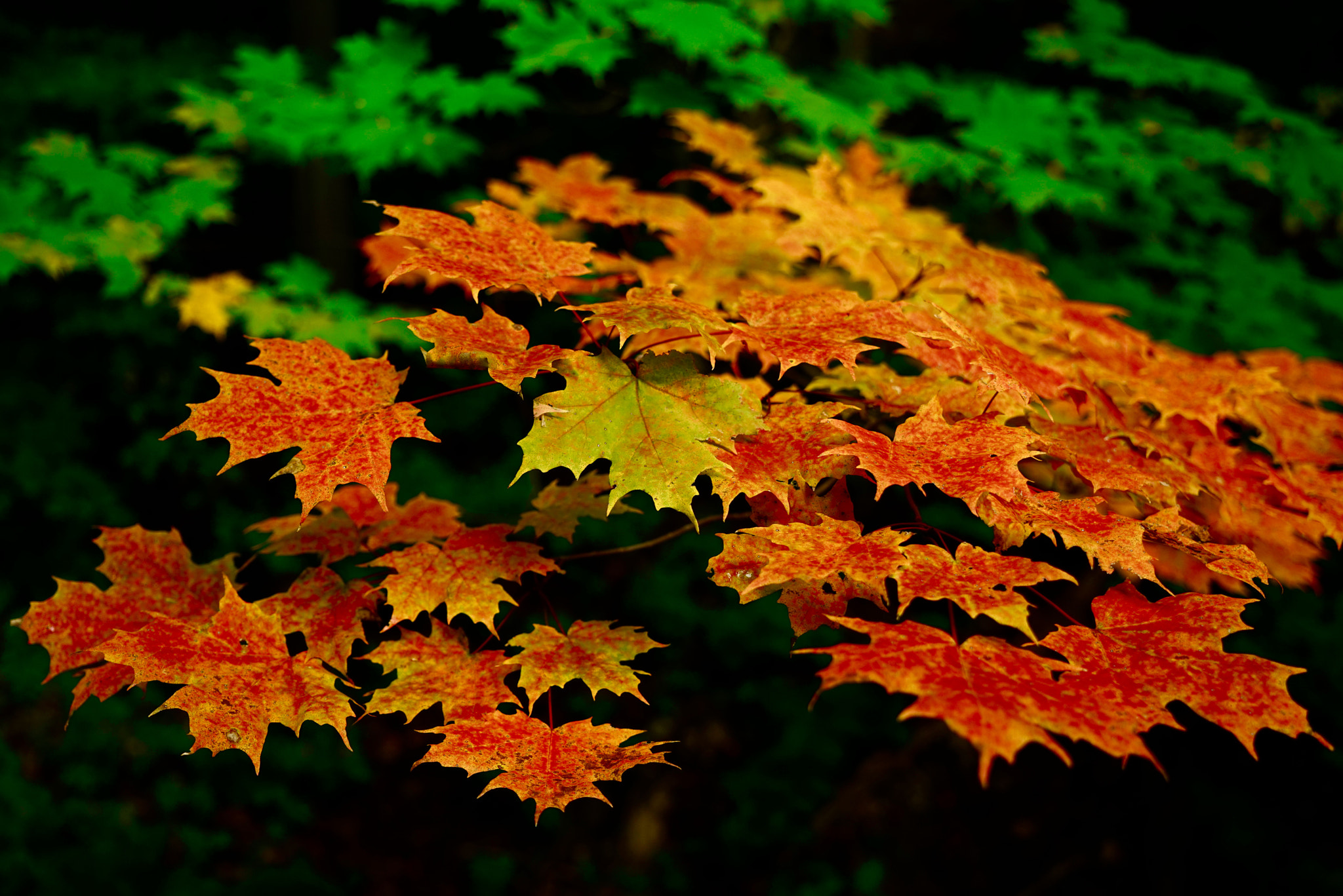 Sony a7R + Sony Vario Tessar T* FE 24-70mm F4 ZA OSS sample photo