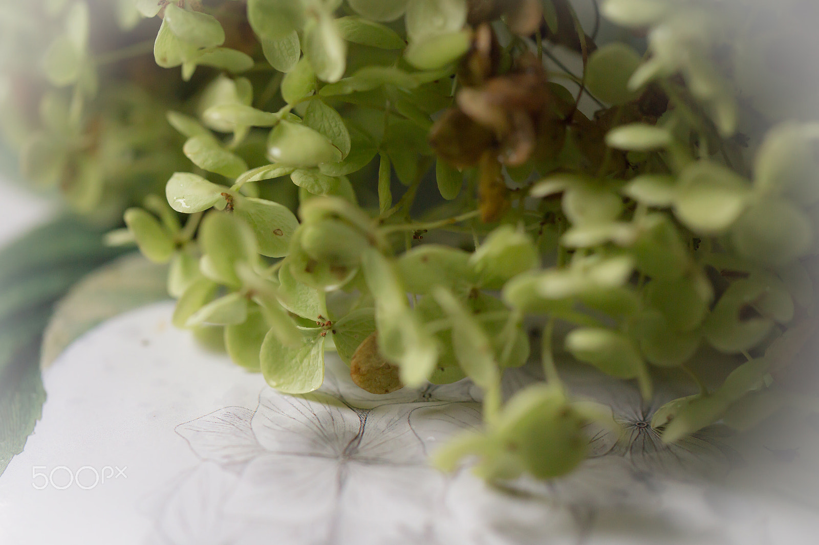 Canon EOS 6D + Canon EF 100mm F2.8L Macro IS USM sample photo. Zarte blüten photography