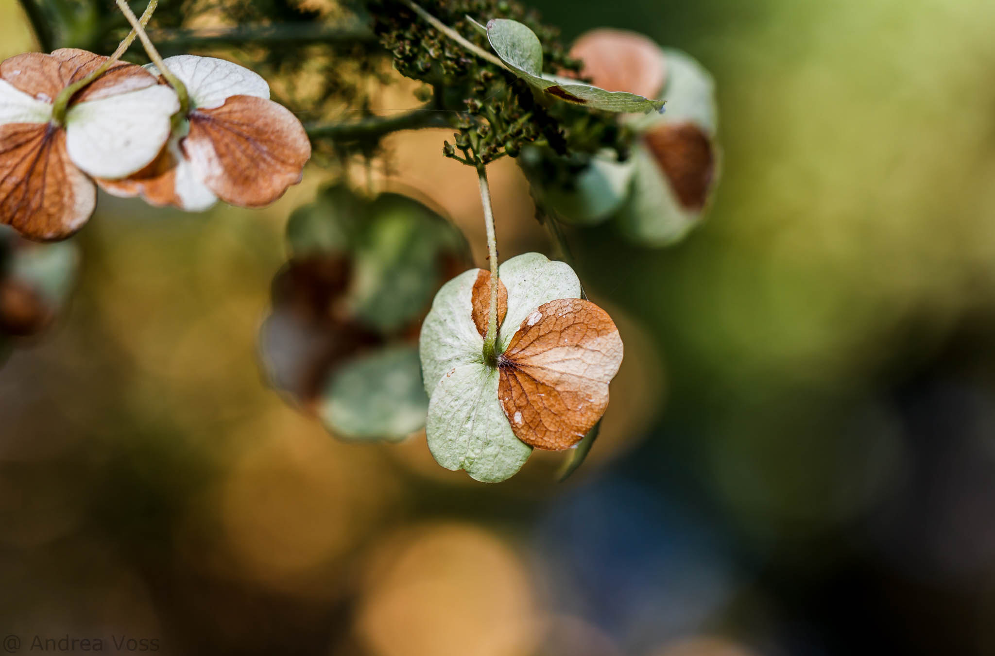 Canon EOS 60D + Canon EF 100mm F2.8L Macro IS USM sample photo. Hortensie photography