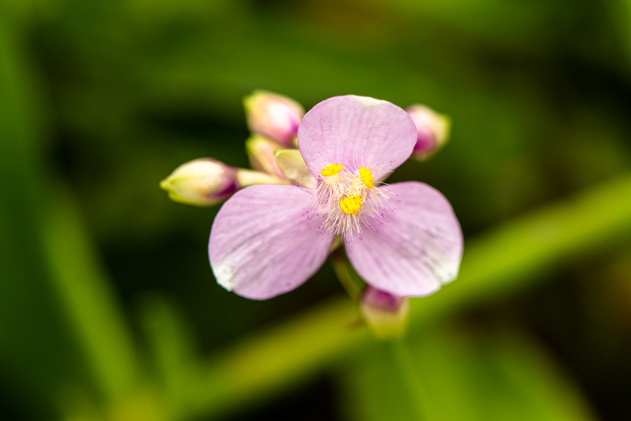 Canon EOS 70D + Canon EF 100mm F2.8L Macro IS USM sample photo. Pequena photography