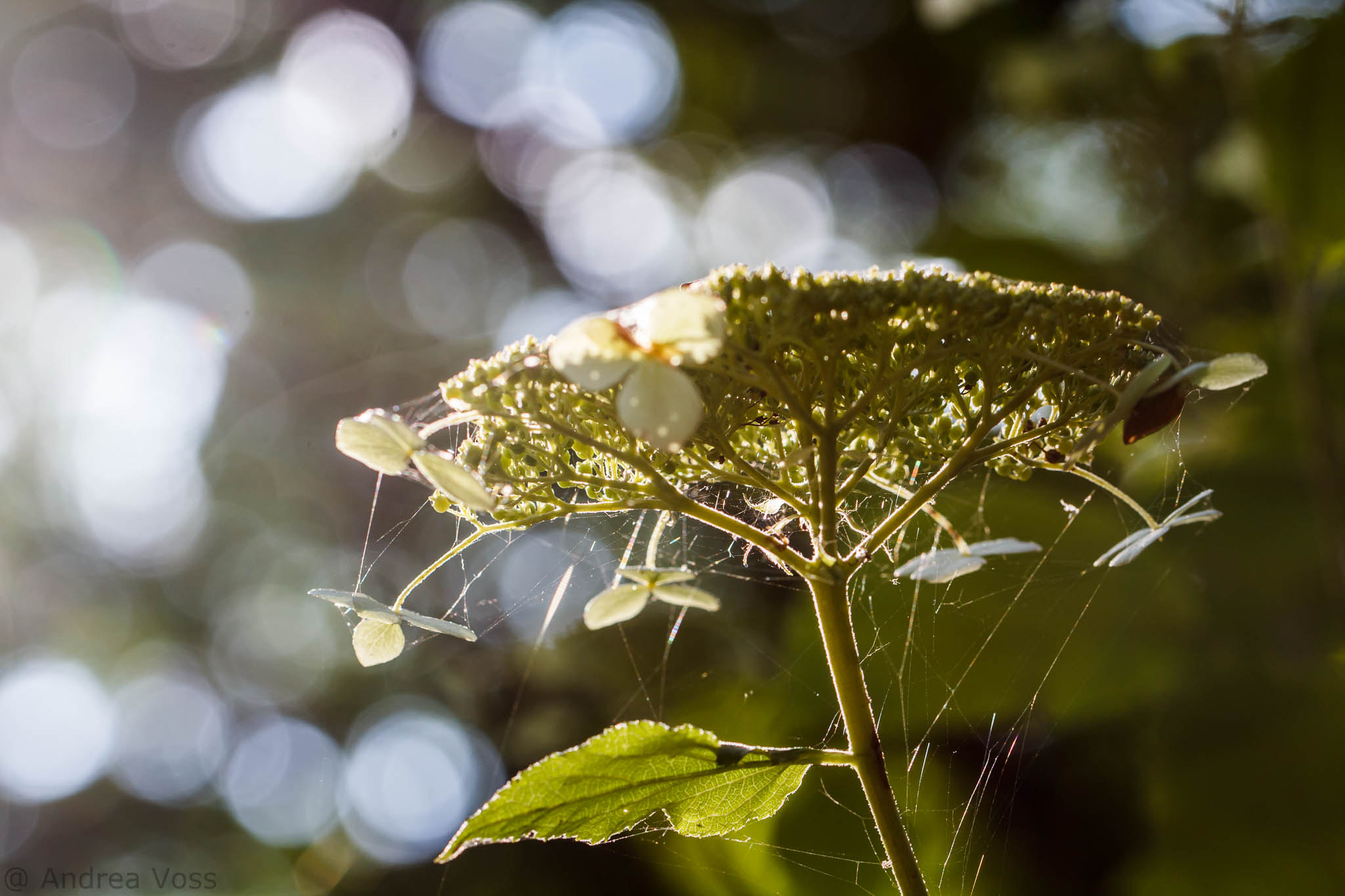 Canon EOS 60D + Canon EF 100mm F2.8L Macro IS USM sample photo. Autumnlight photography