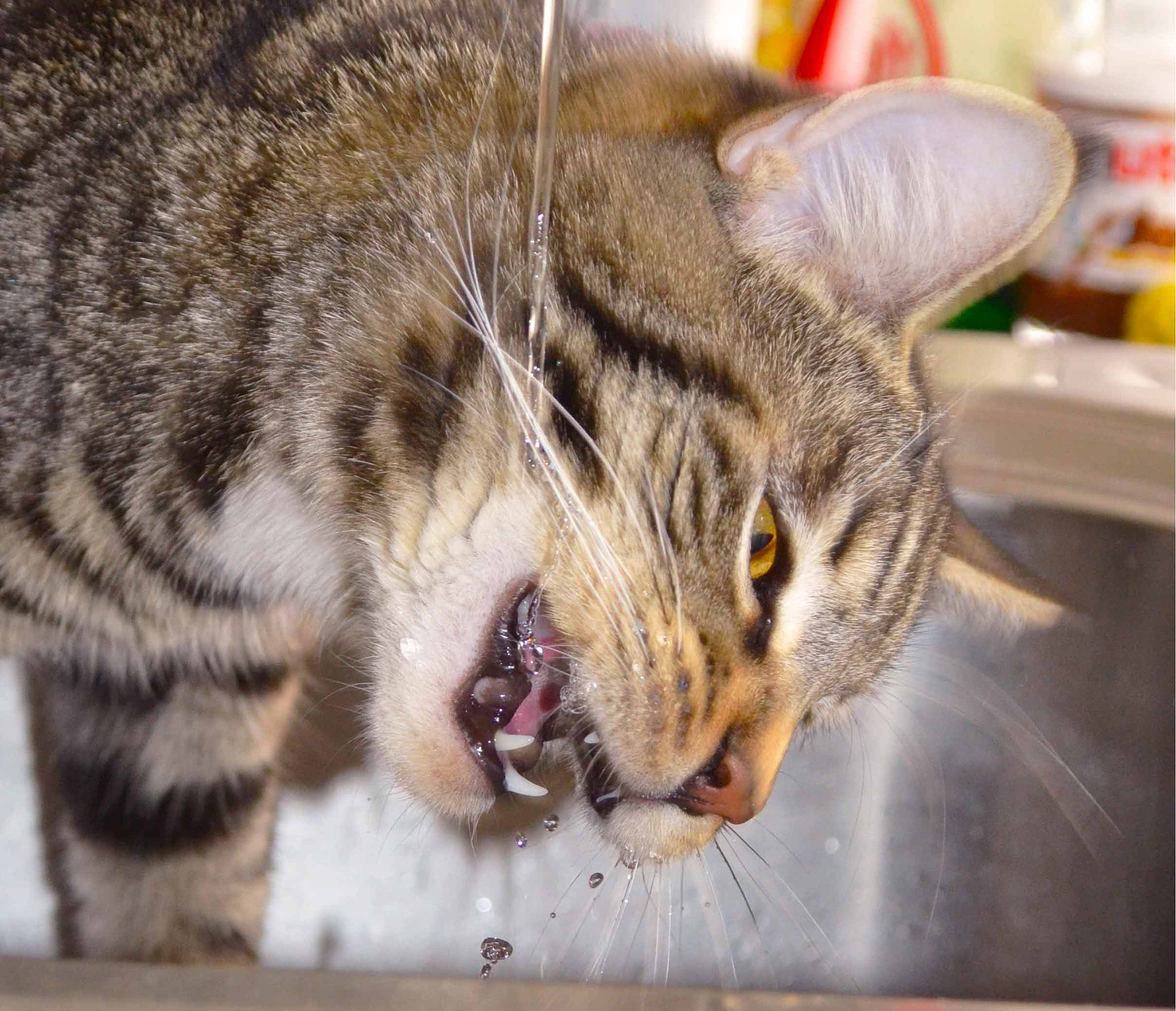Nikon AF-S Nikkor 18-35mm F3.5-4.5G ED sample photo. Drinking cat photography