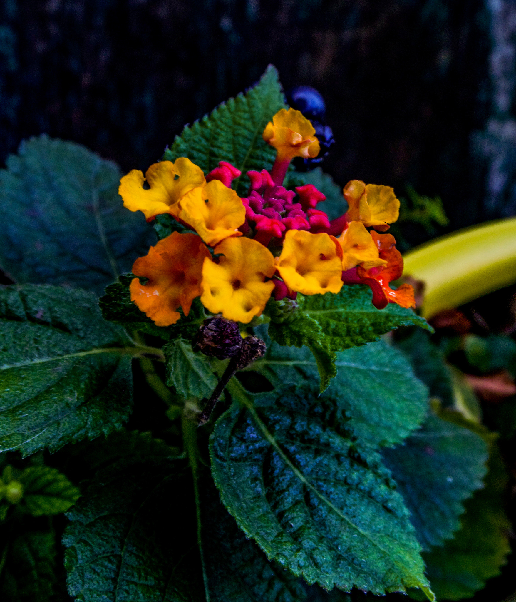 Samsung WB200F/WB201F/WB202F sample photo. Last flowering photography
