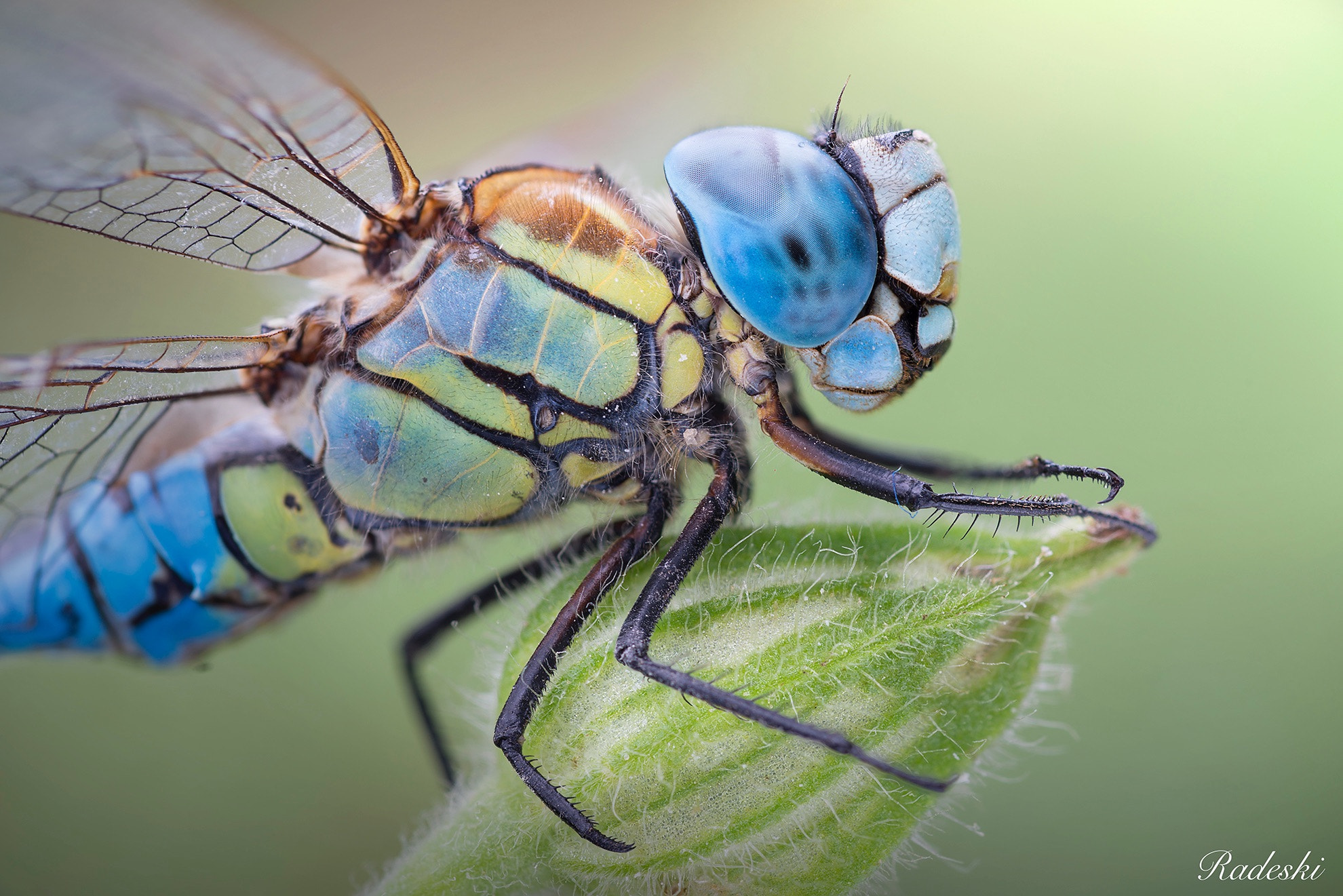Nikon AF Micro-Nikkor 60mm F2.8D sample photo. Libellula in posa photography