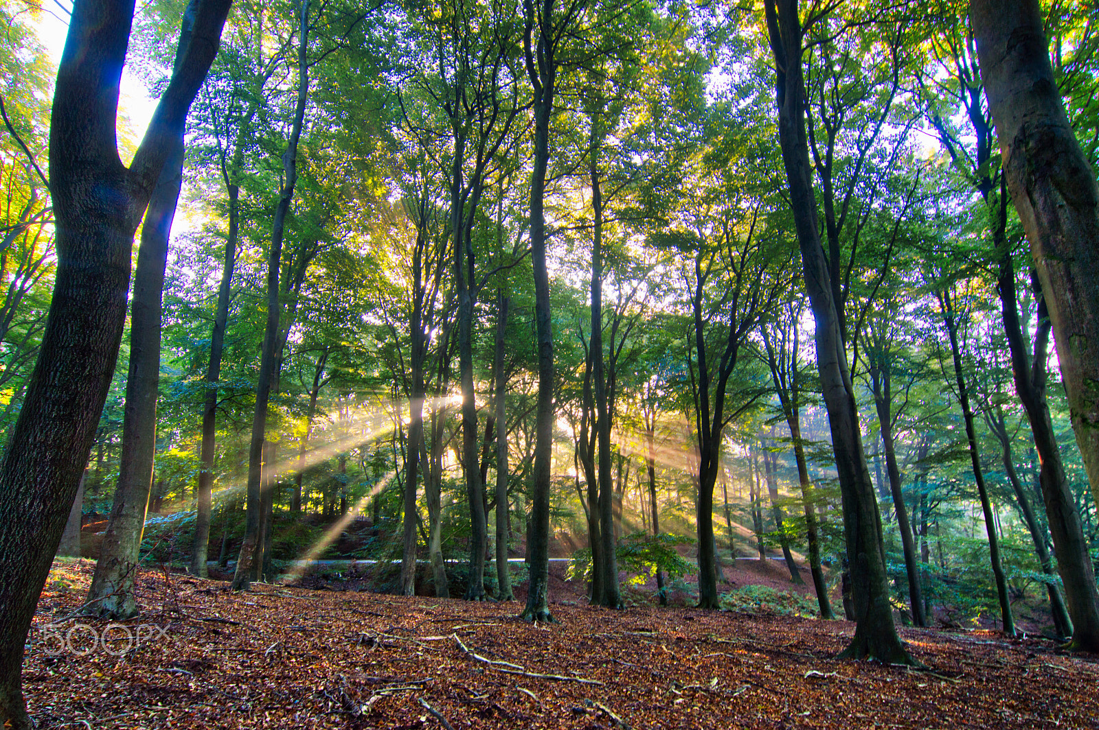 Tokina AT-X Pro 12-24mm F4 (IF) DX sample photo. Posbank photography