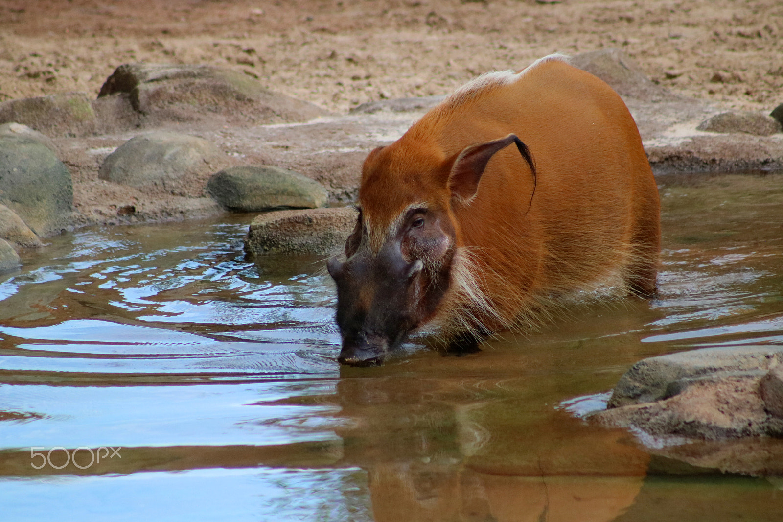 Canon EF 75-300mm f/4-5.6 USM sample photo. Wild pig 7939 photography