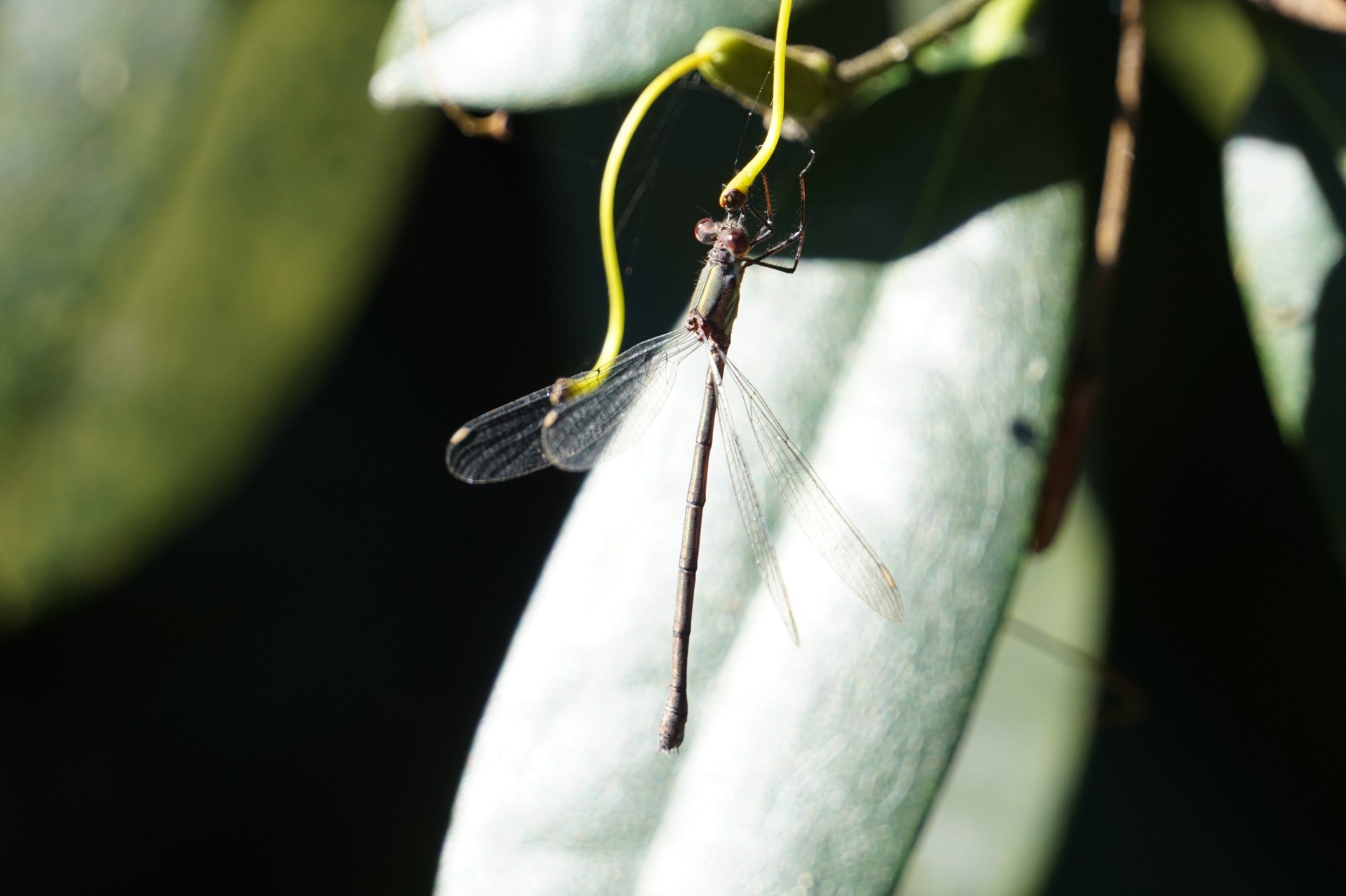 Sony E 55-210mm F4.5-6.3 OSS sample photo. Dragonfly photography