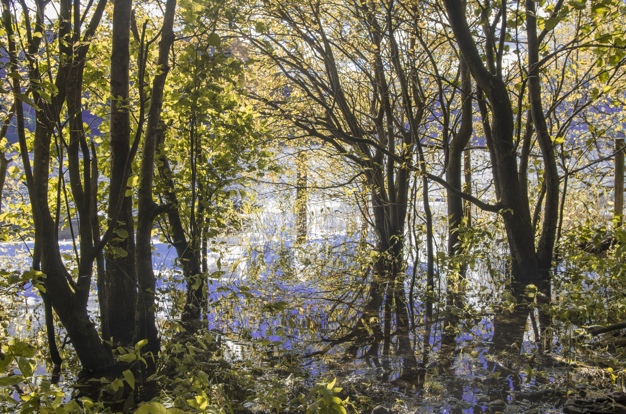 Pentax K-30 sample photo. Reflections in the water photography