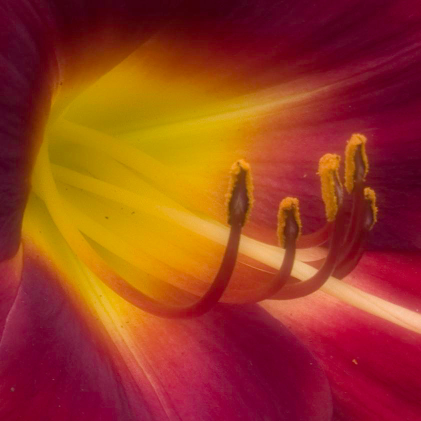 3.8 - 247.0 mm sample photo. Lily lamp photography