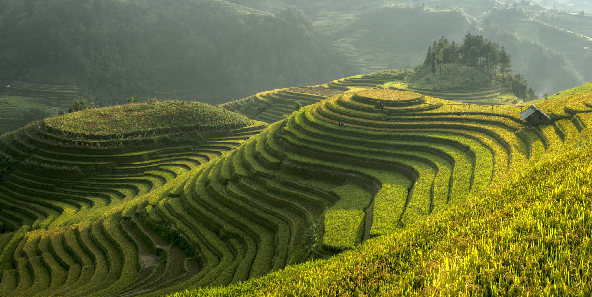 Canon EF 70-200mm F2.8L IS USM sample photo. Rice fields on terraced of mu cang chai, yenbai, vietnam. photography