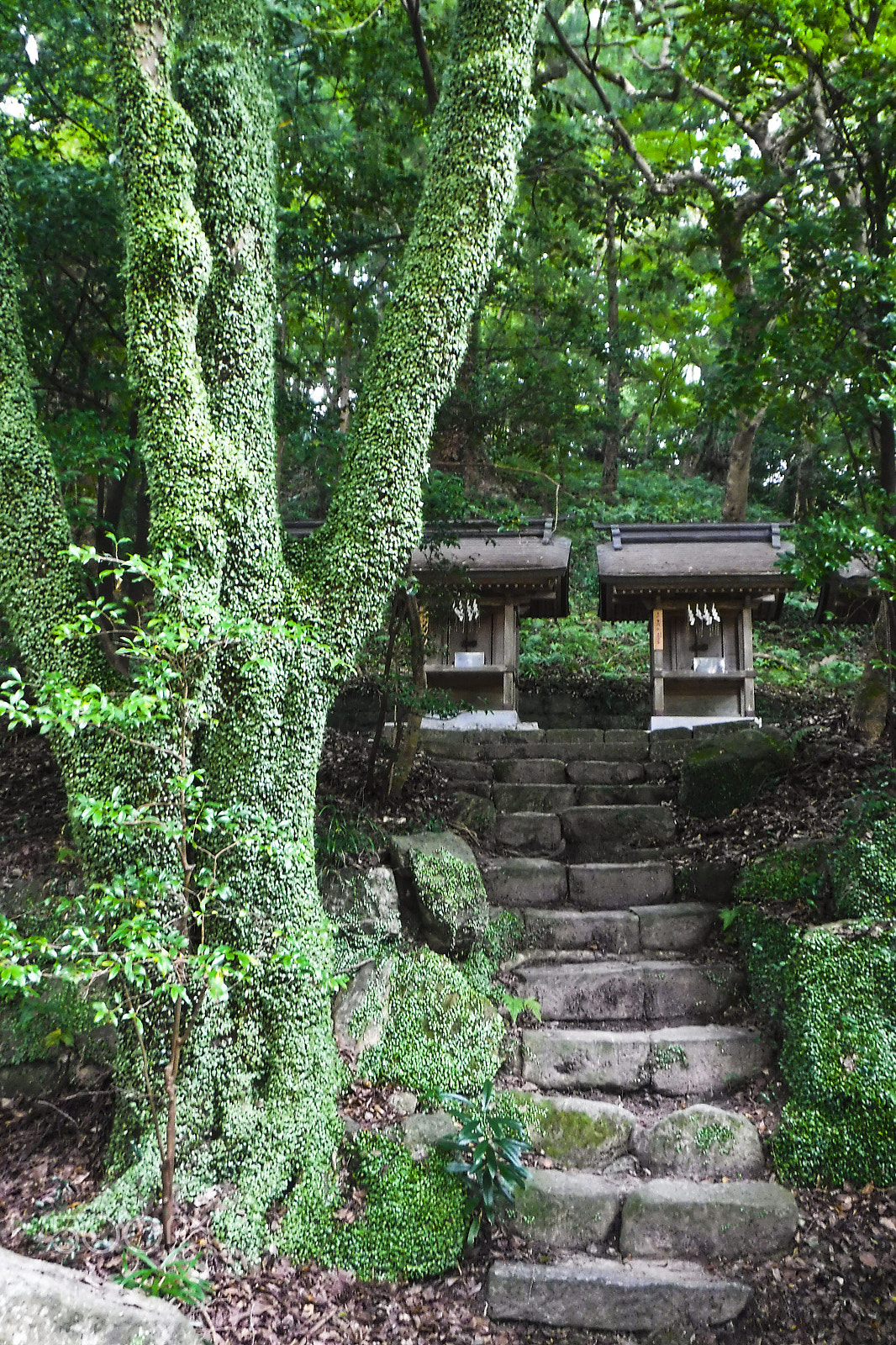 Fujifilm FinePix XP80 XP81 XP85 sample photo. Kōmyōzen-ji - zen temple - fukuoka, japan photography