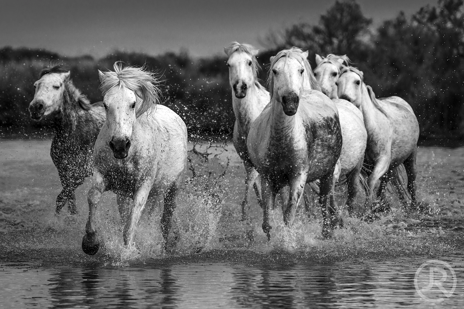 Canon EF 100-400mm F4.5-5.6L IS USM sample photo. Chevaux camarguais photography