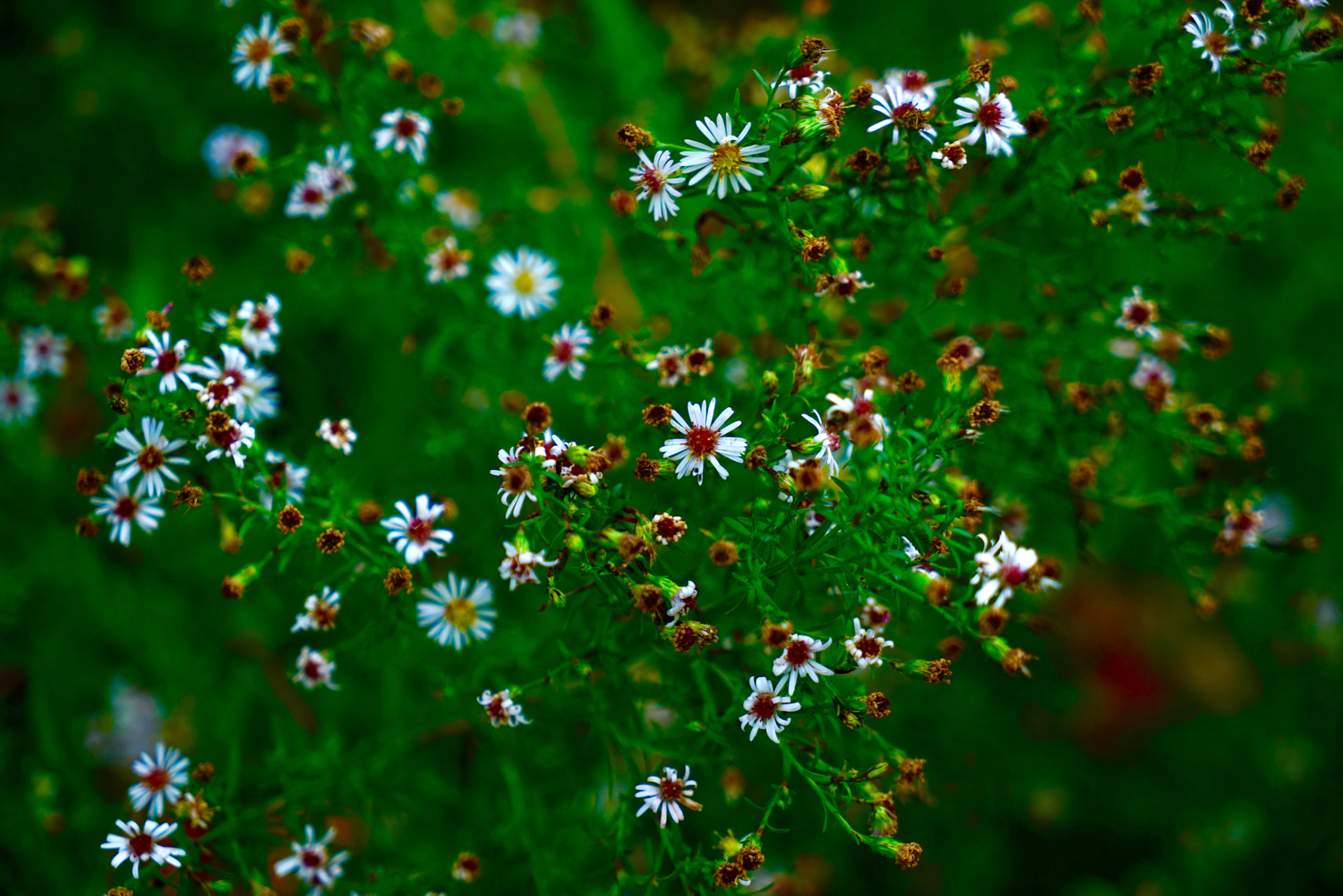 Sony a7R + Sony Vario Tessar T* FE 24-70mm F4 ZA OSS sample photo